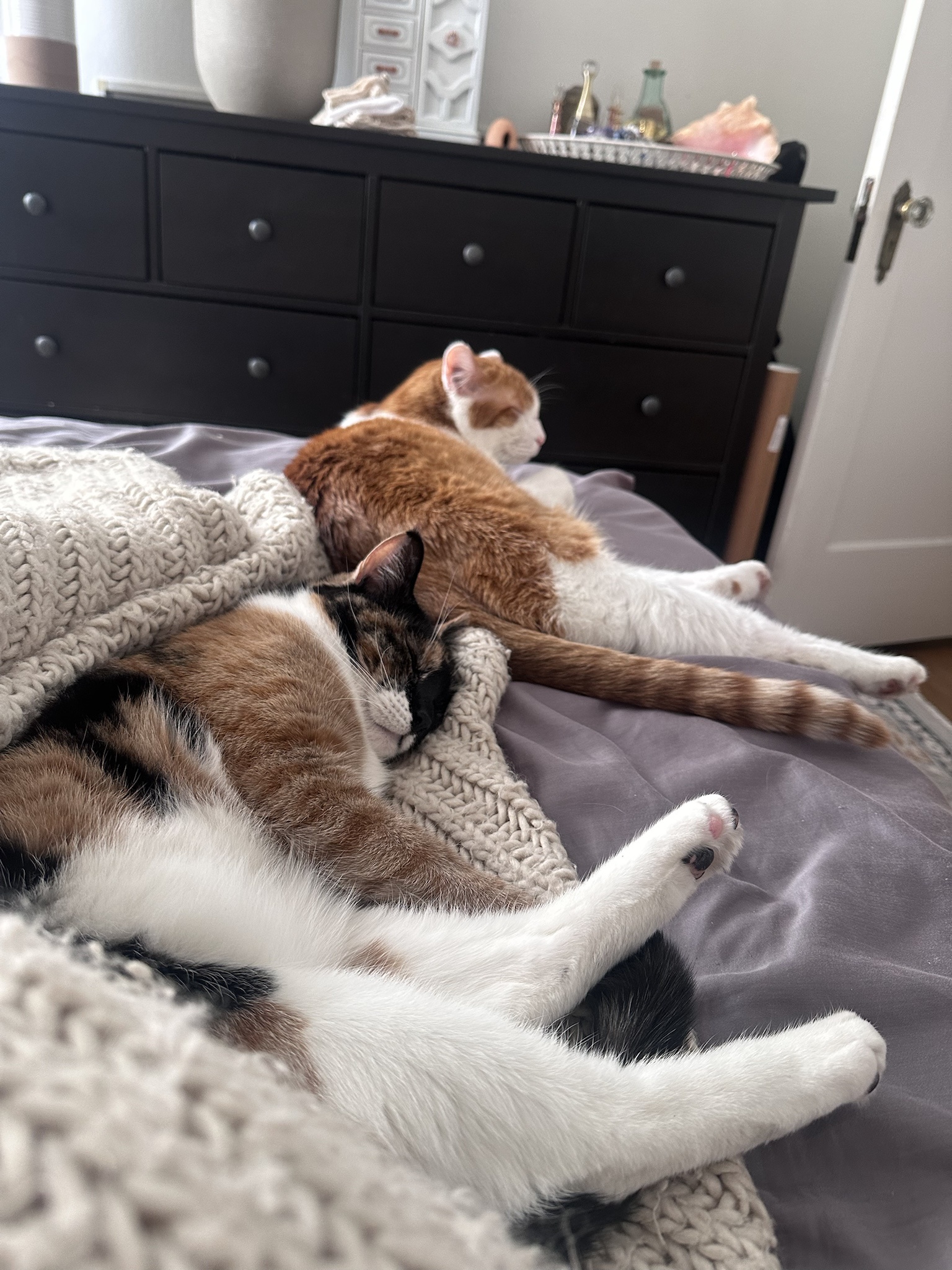 Celebrating Caturday: The Purrfect Day for Cat Lovers