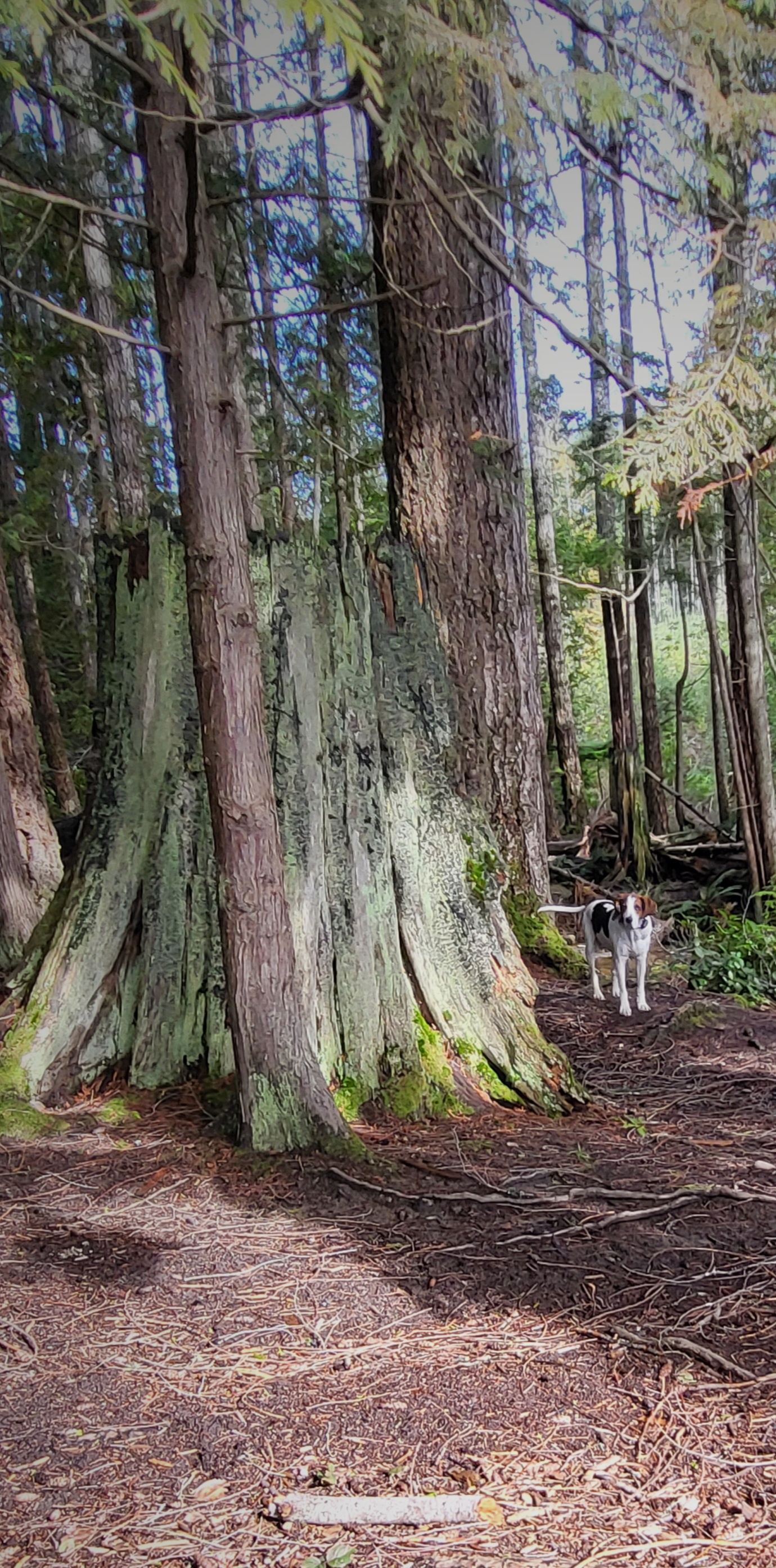 Enjoying a peaceful walk through the forest