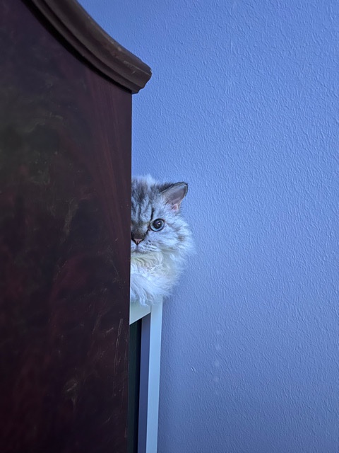 Time to Hit the Hay, Human!