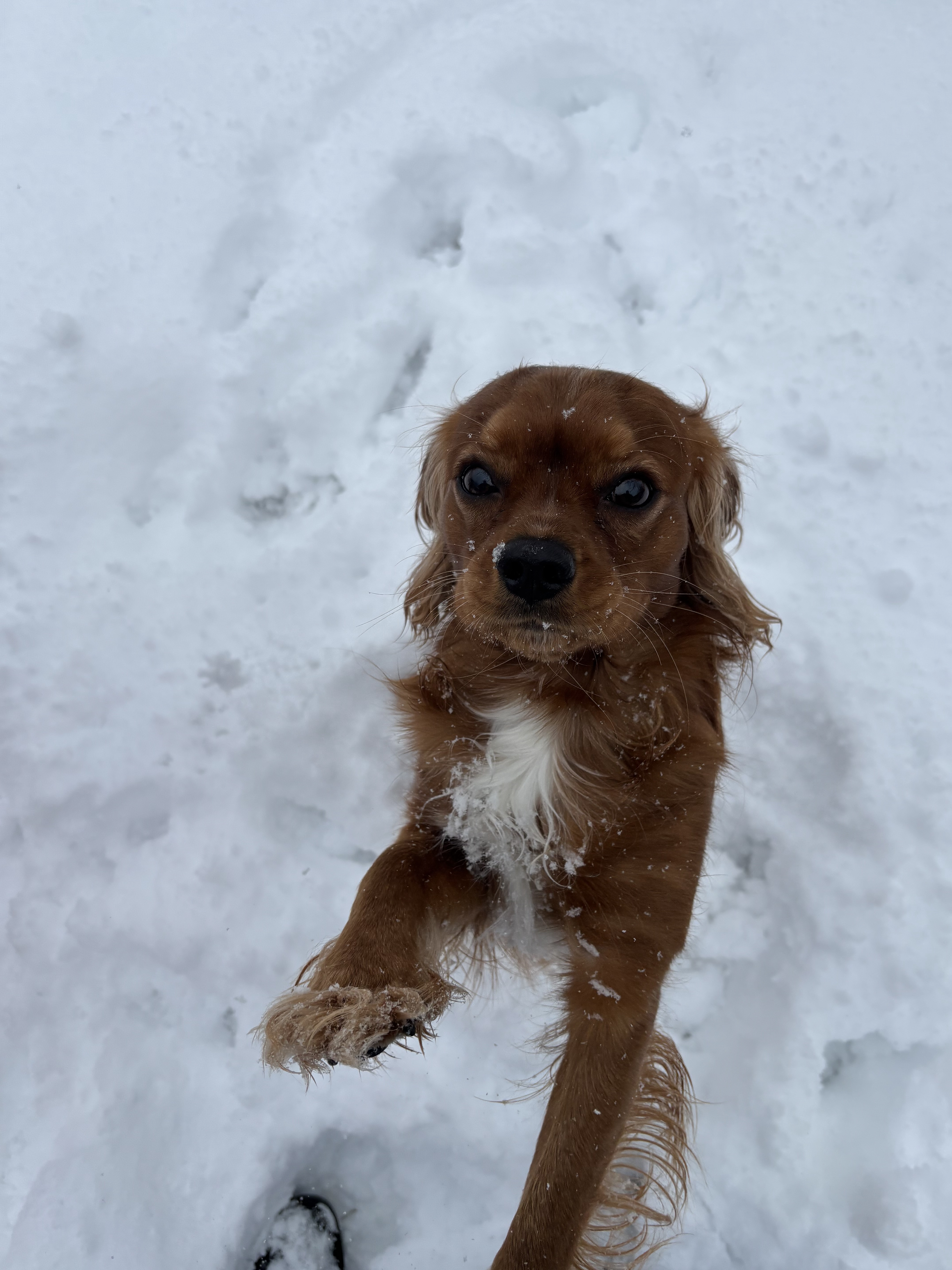 Richard's Magical First Encounter with Snow