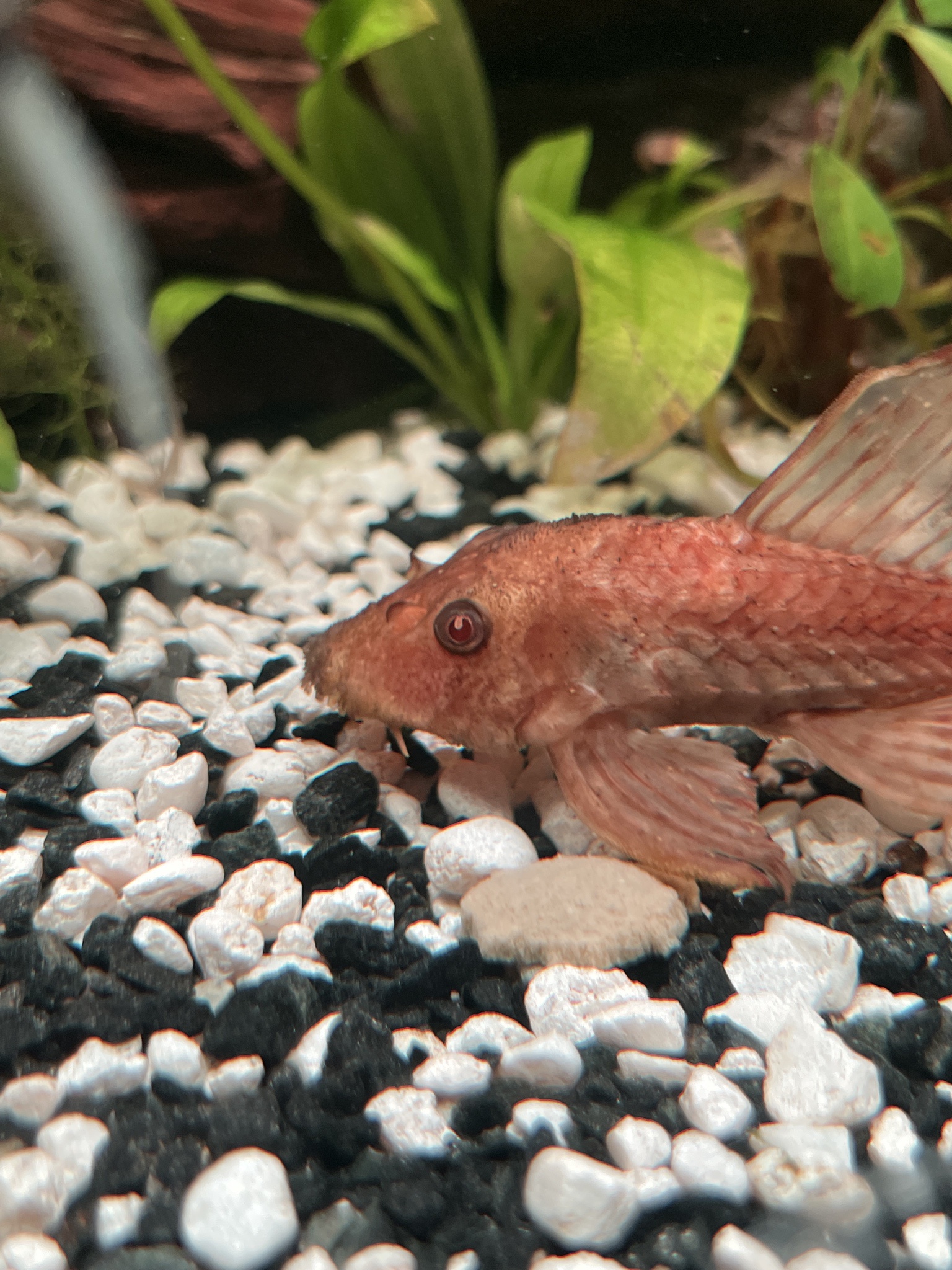 Caring for a Sick Pleco: Part 2