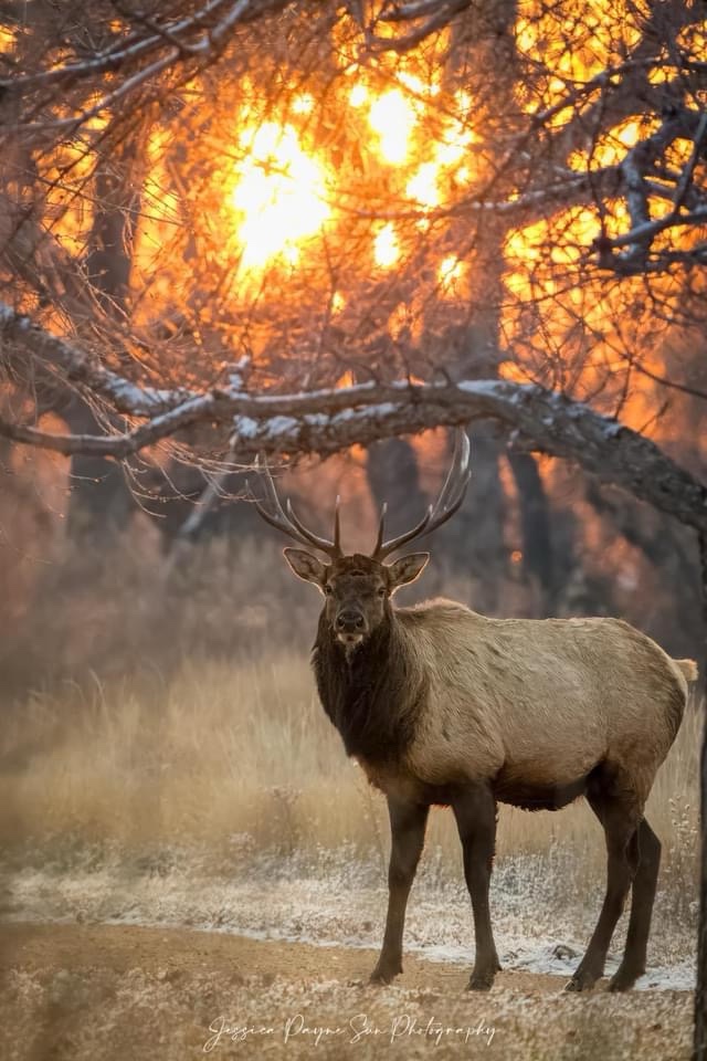 Majestic Elk in All Its Glory