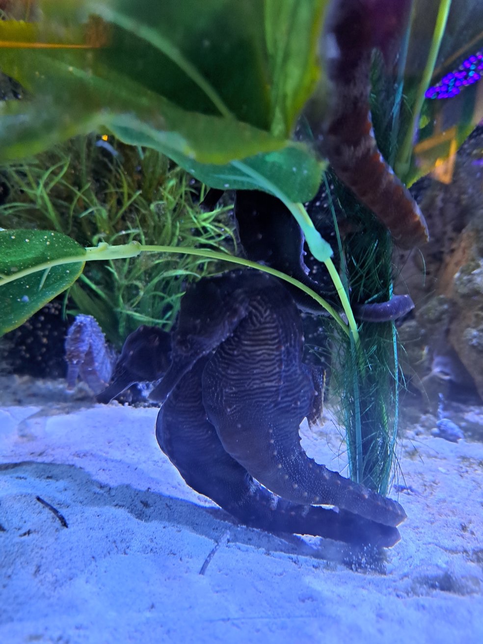 Adorable Seahorse Couple in Action