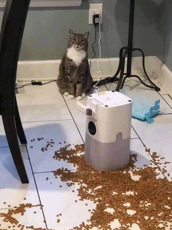 Introducing the New Automatic Cat Feeder!