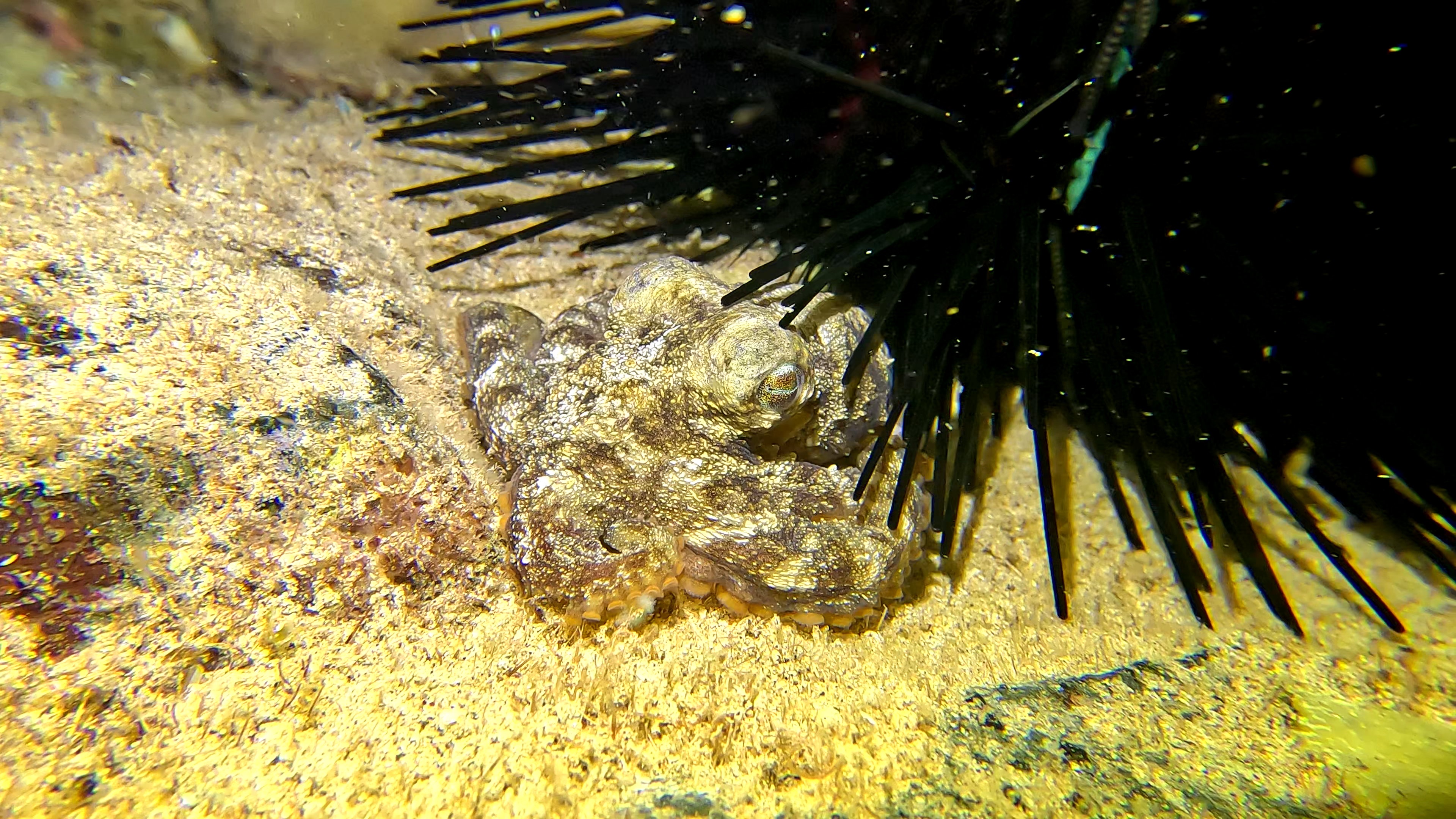Meet Lil Octopus: The Cutest Underwater Companion