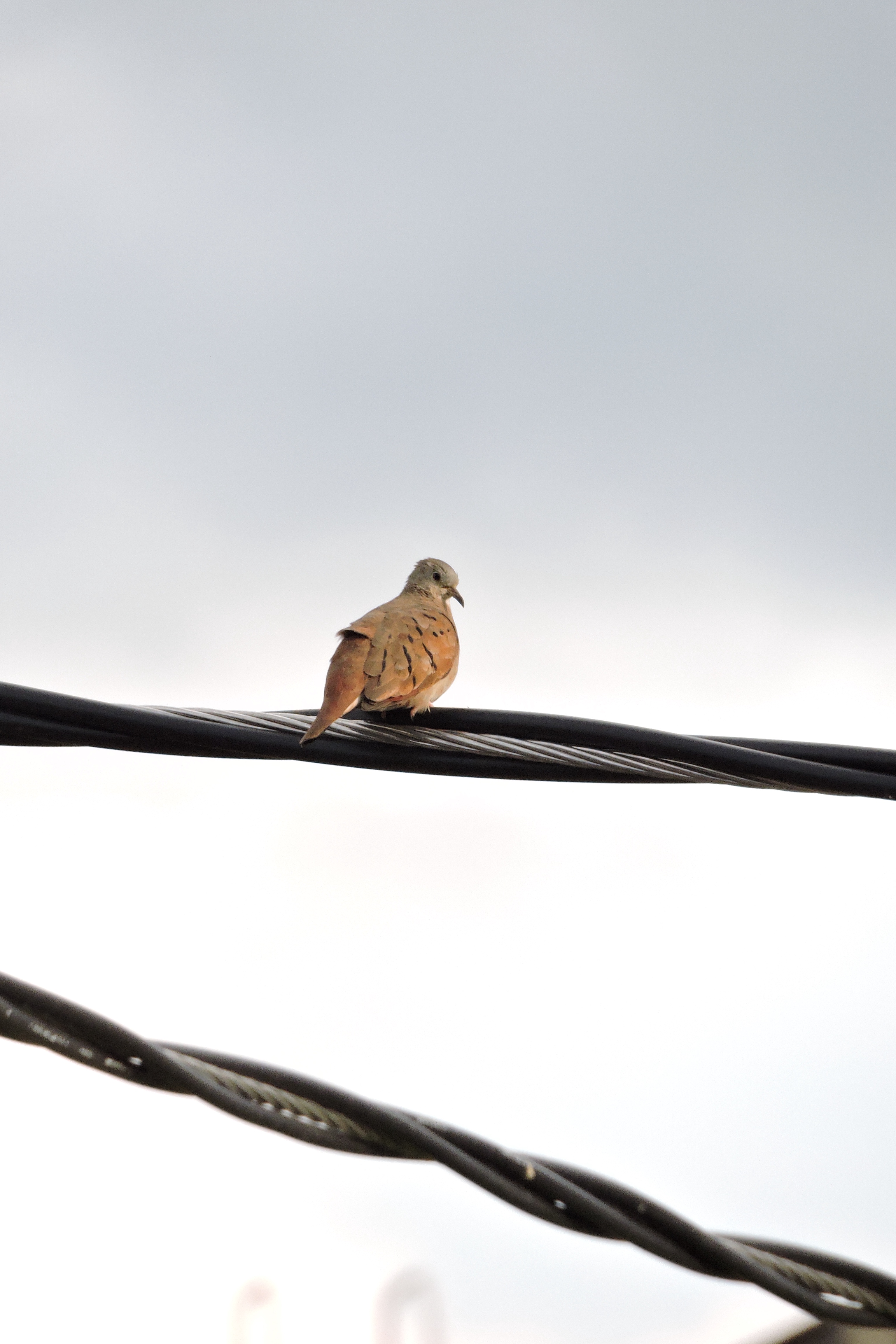 A Gathering of Brown Birds