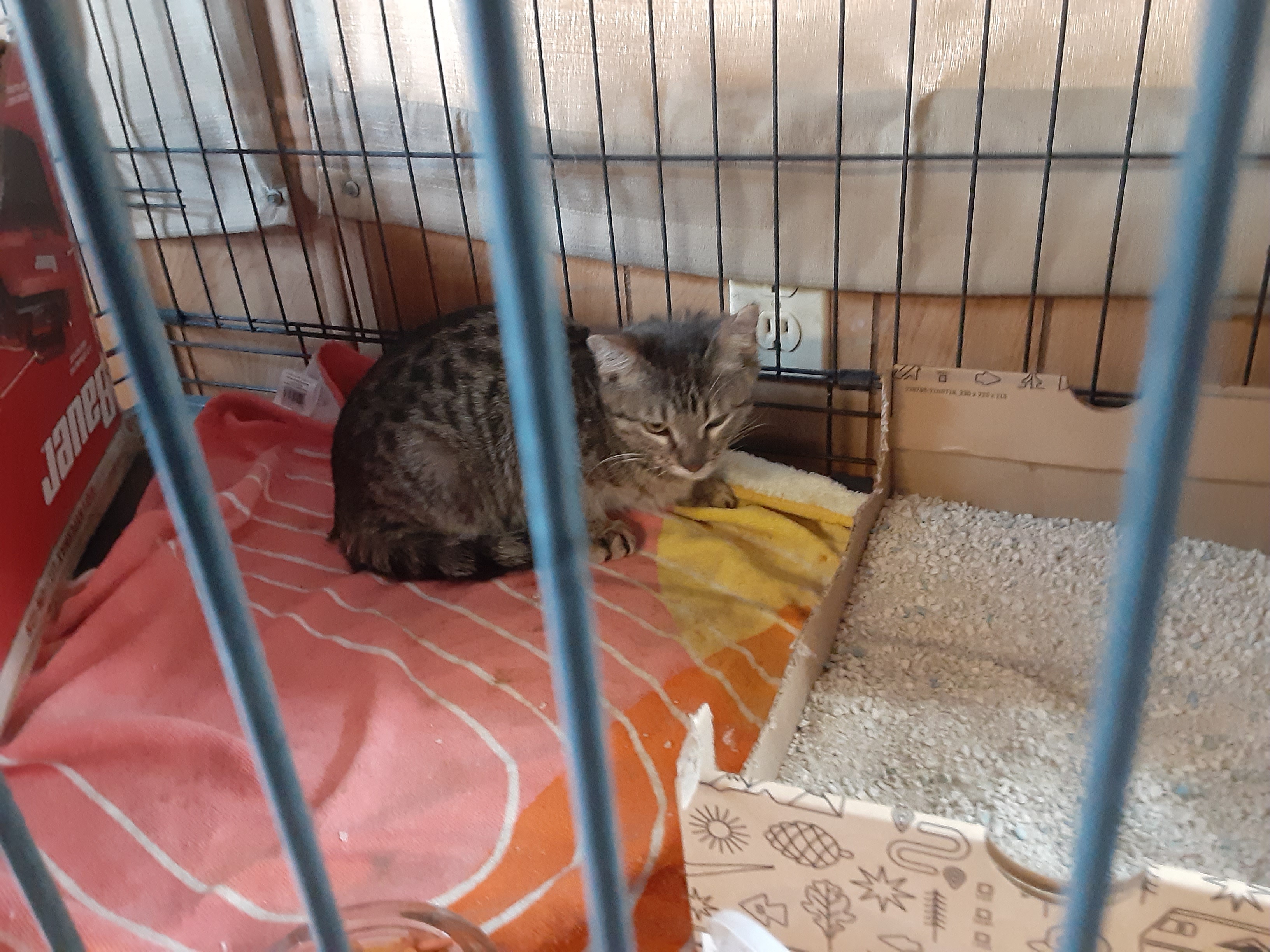 I welcomed a sweet shelter kitty into my home yesterday!