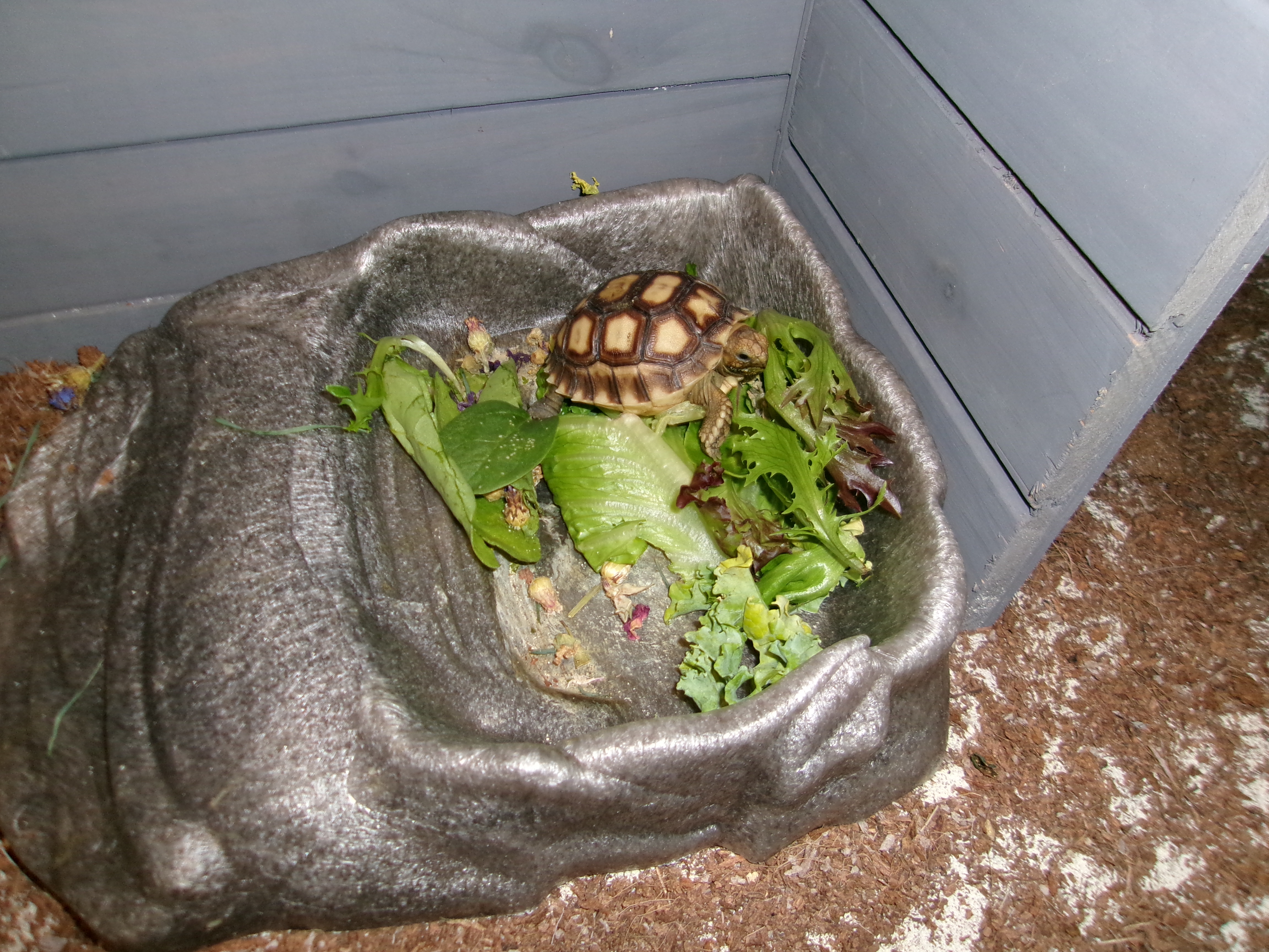 A Batty's Delight: Enjoying Celery Snacks
