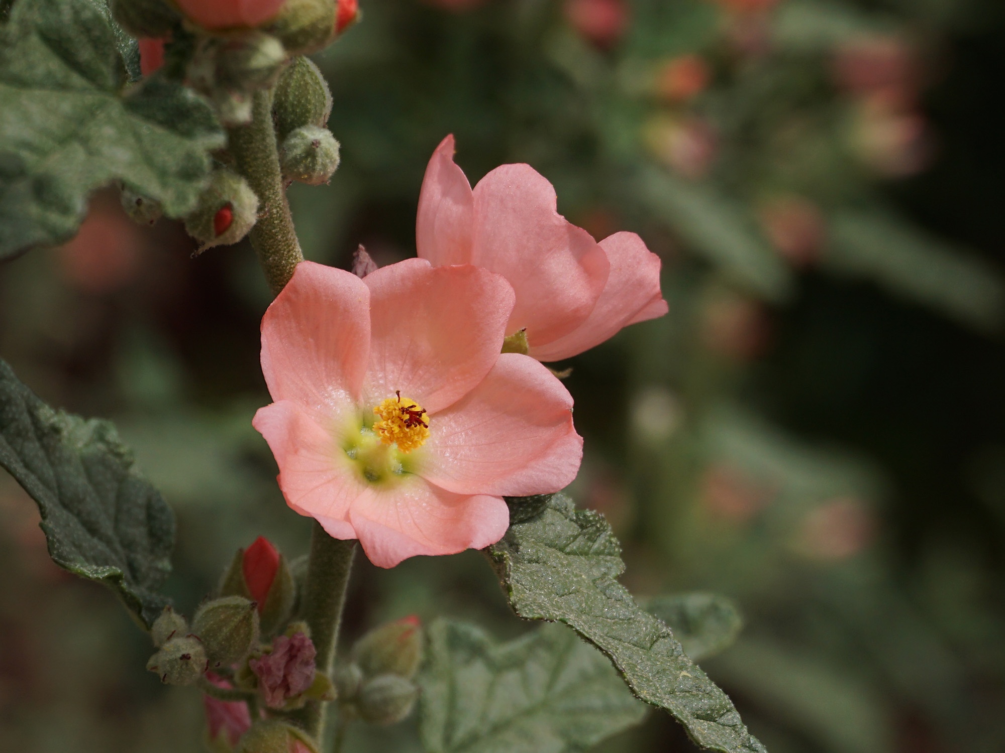 Beautiful Pink Globemallow Blooms