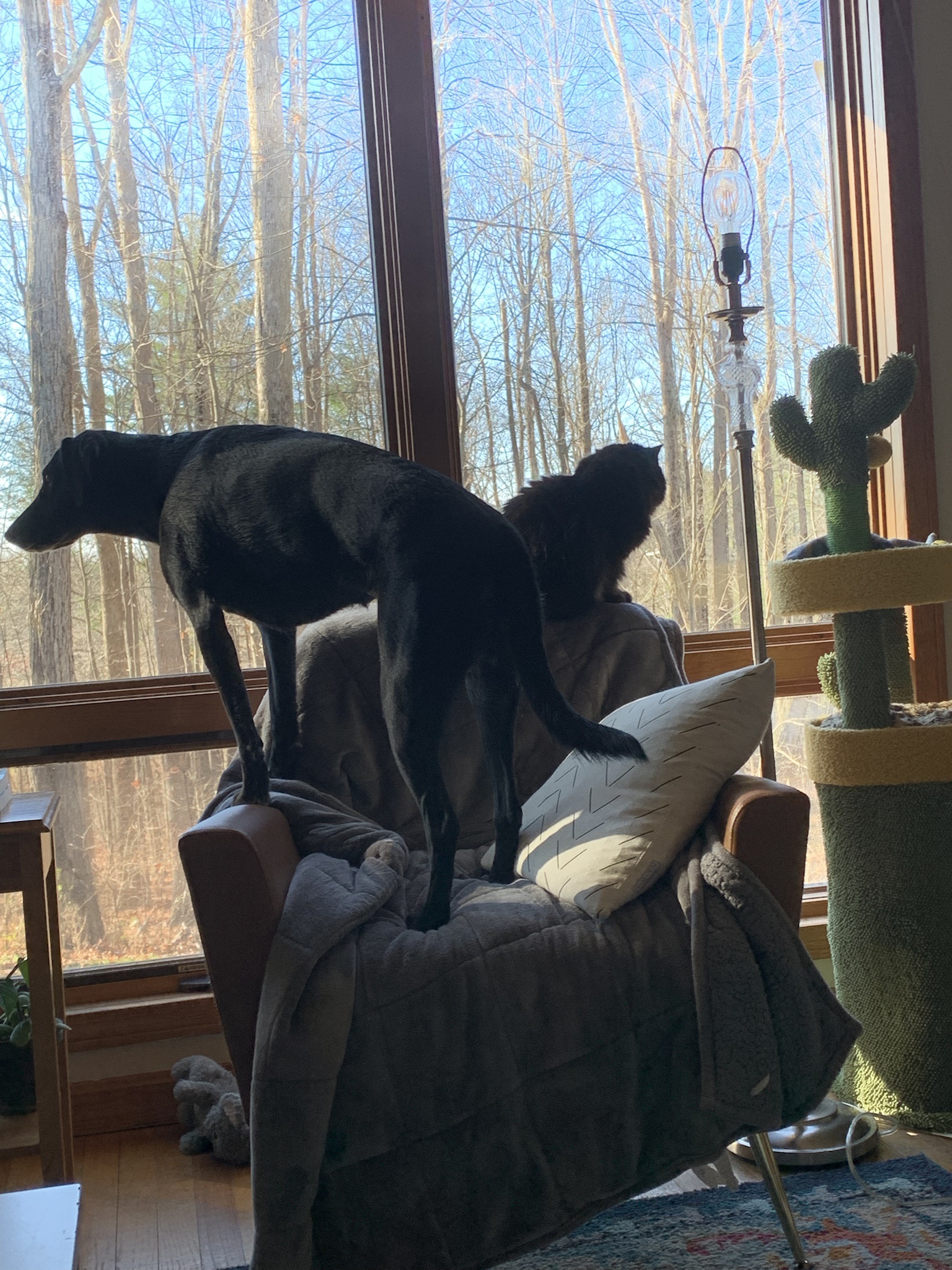 Security Alert: Squirrels on the Loose!