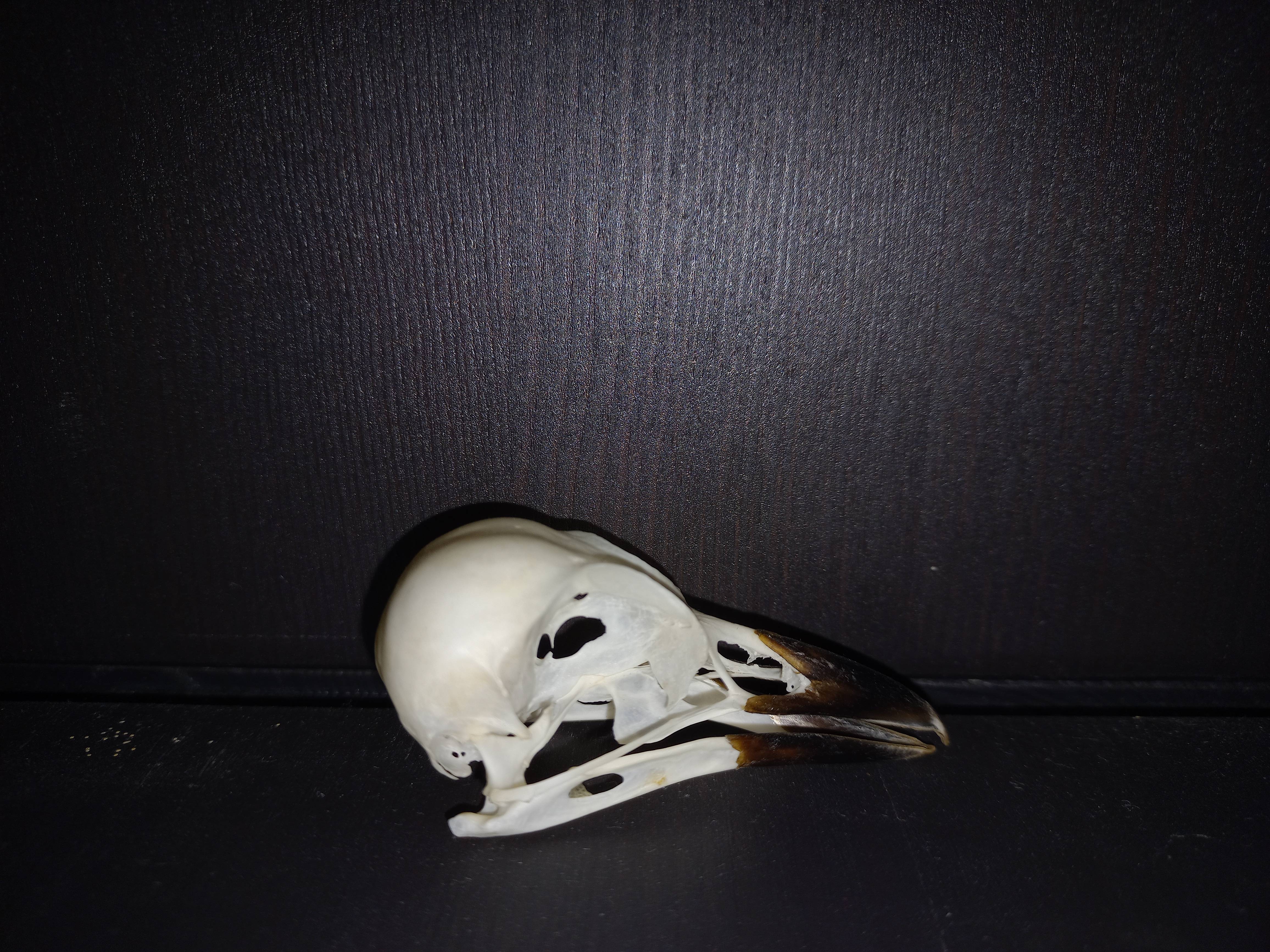 The Intriguing Skull of the Eurasian Jay