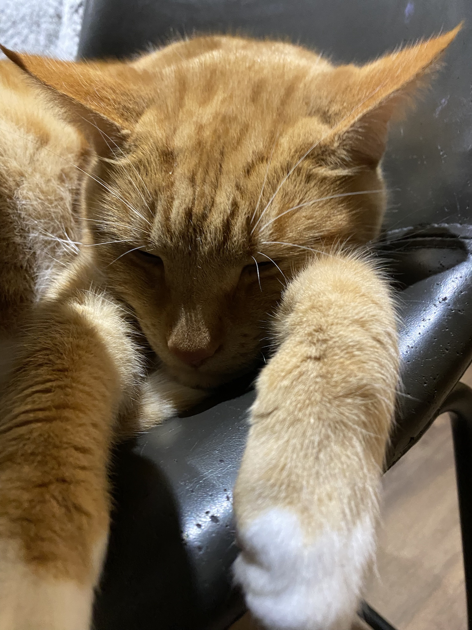 Biscuit's Daily Snapshot: Another Day, Another Adventure