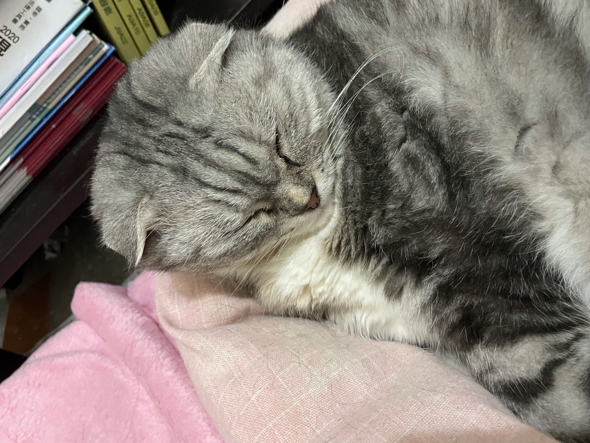 Adorable Cat in Dreamland: The Ultimate Sleeping Beauty