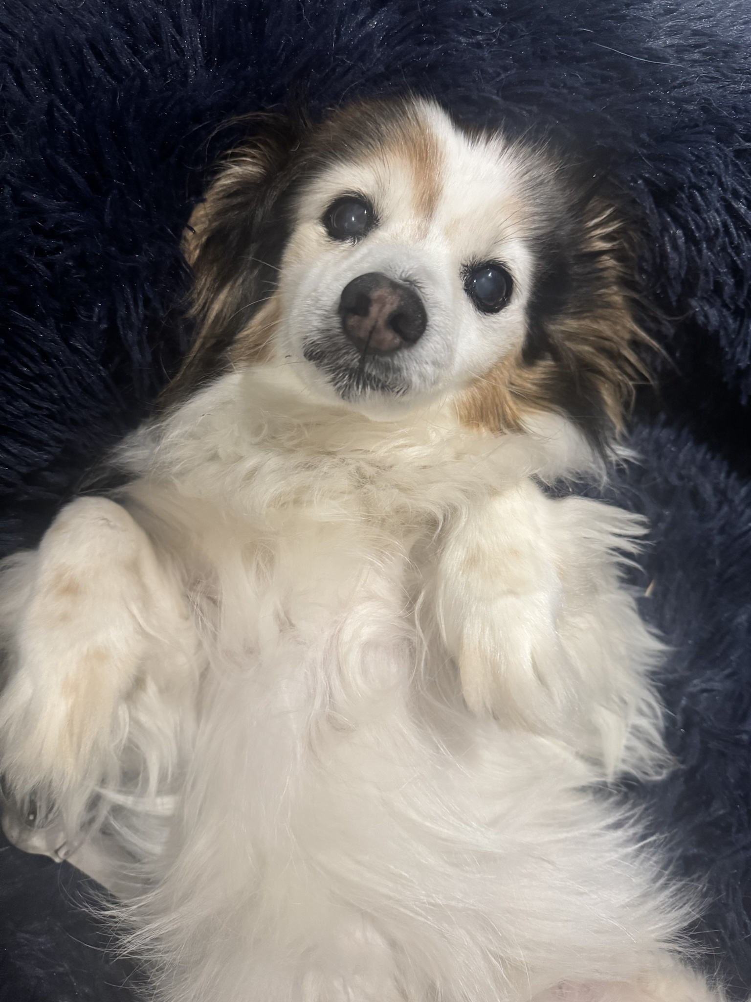 A daily dose of cuteness: My dog Panko in all his glory
