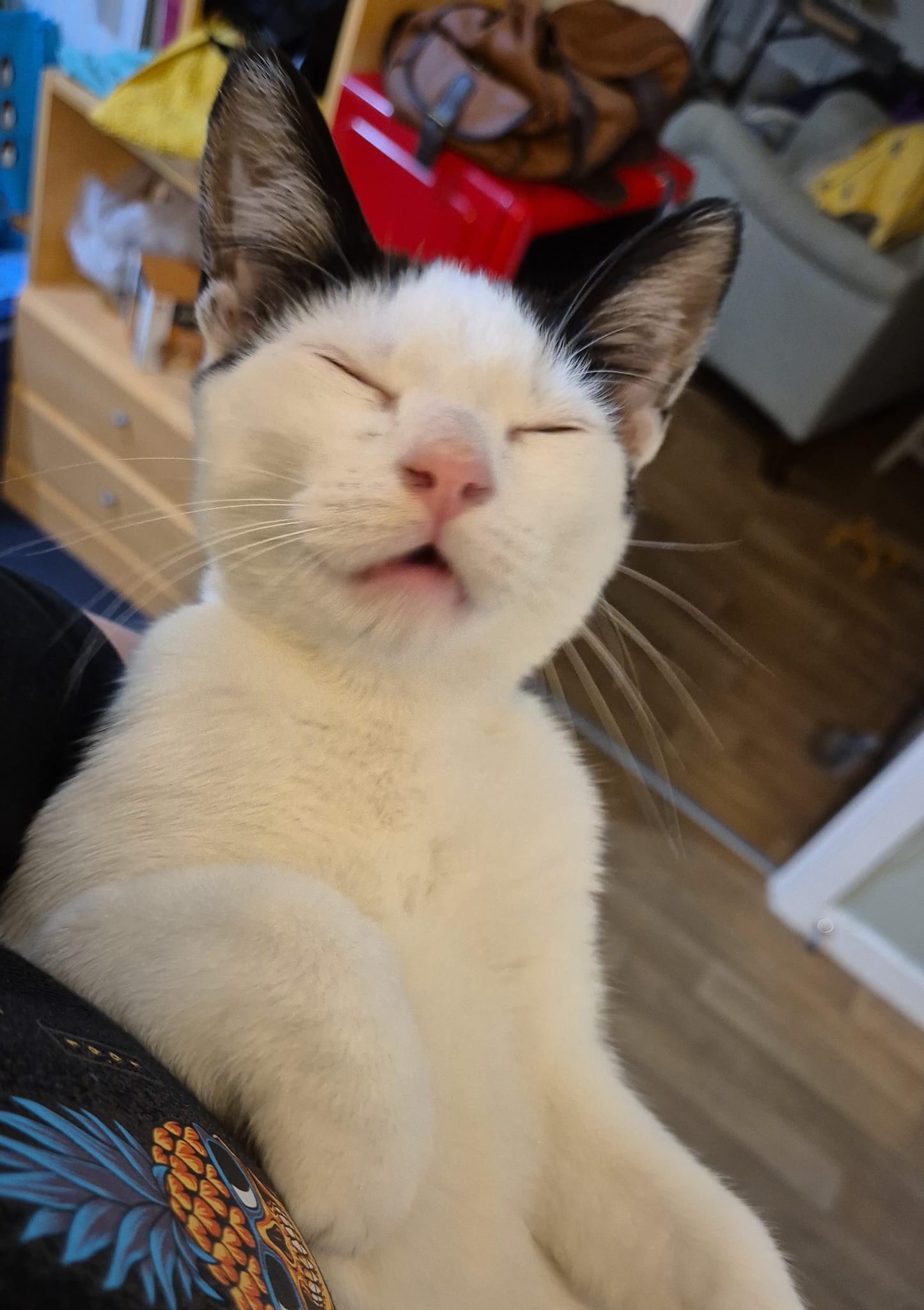 My Favorite Snapshot of Bodhi