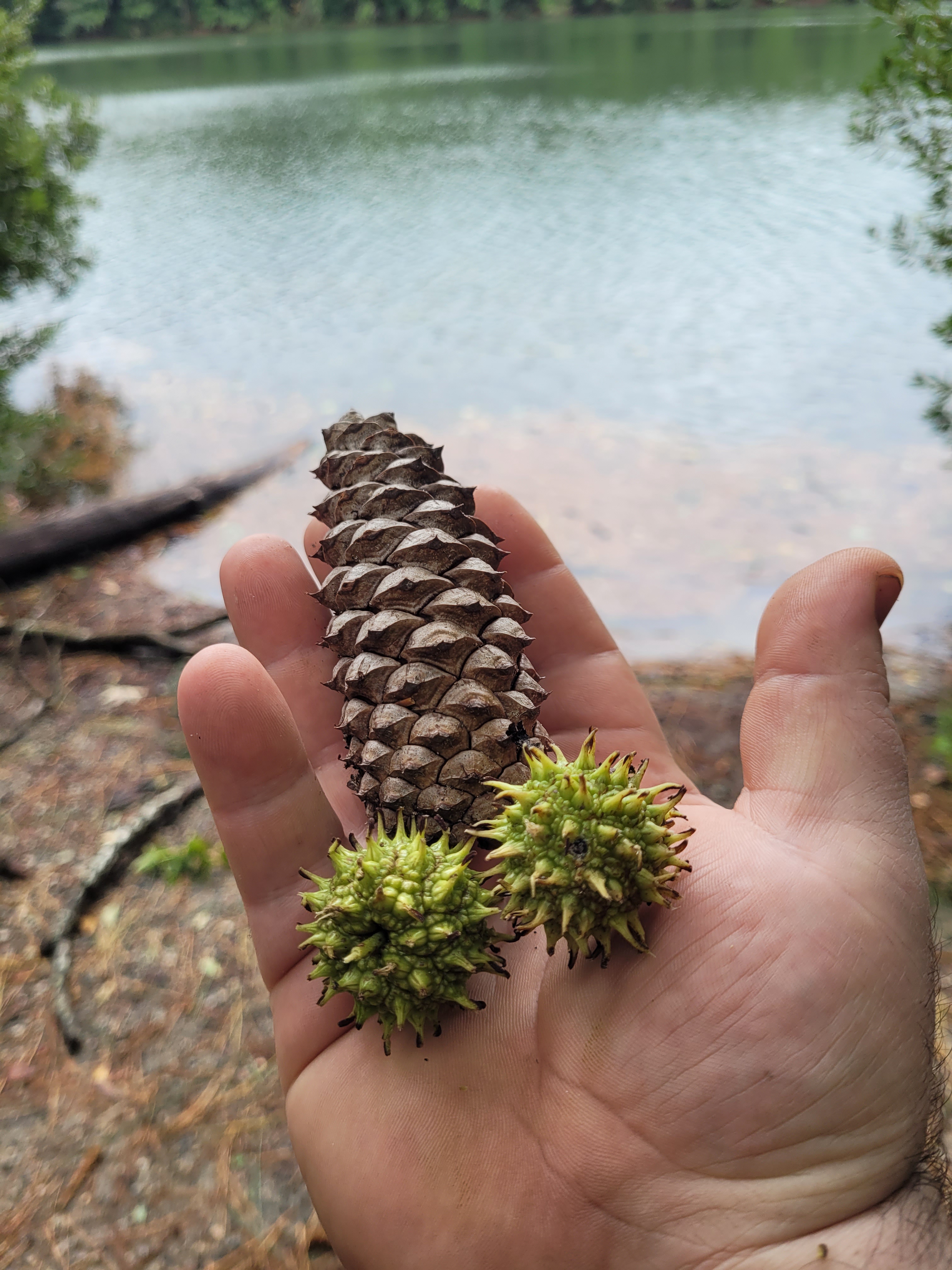 Team Pinecone: Ready to Conquer the Challenge!