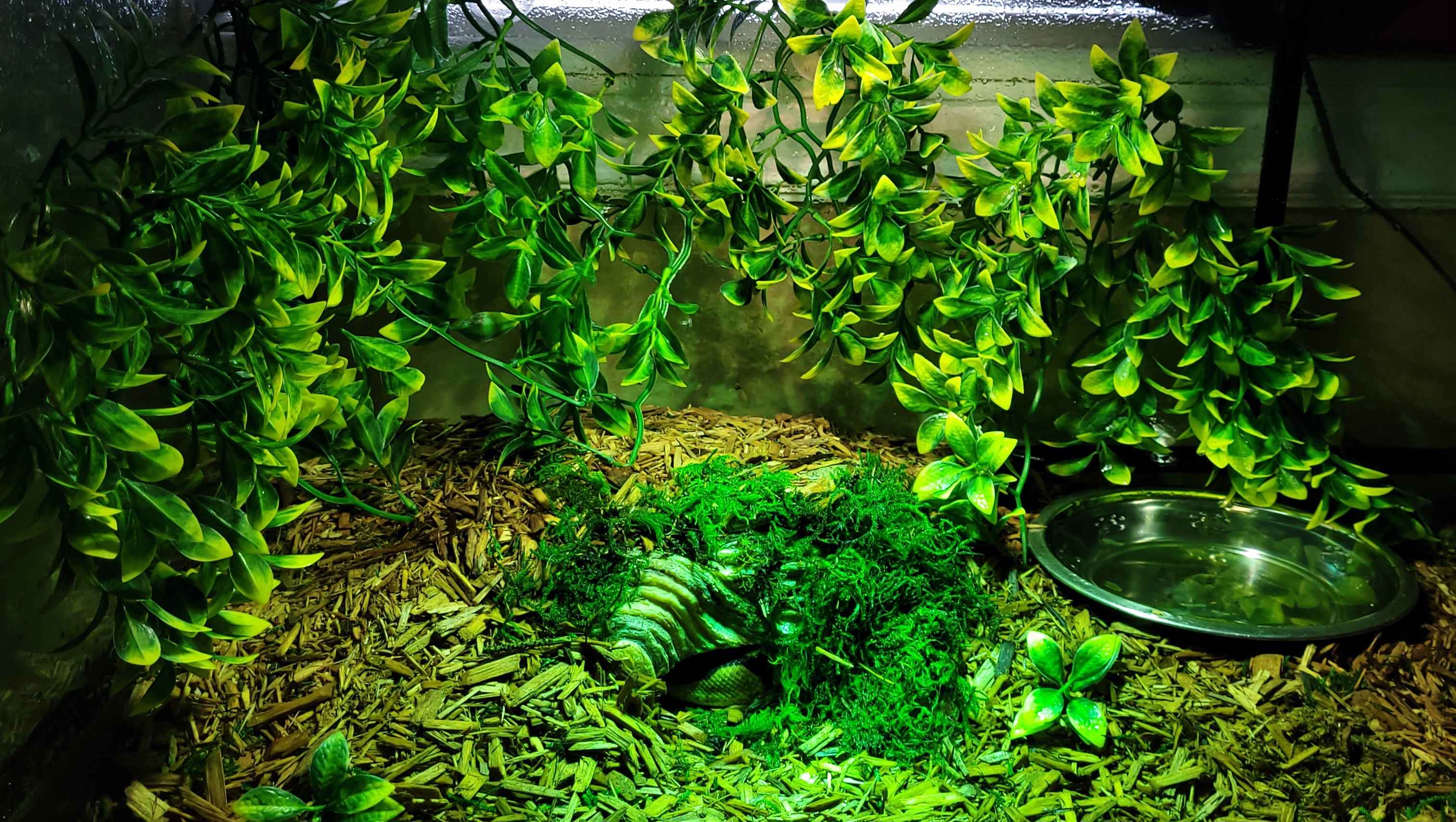 Ball Python in Its New Terrarium: Hot Side View!