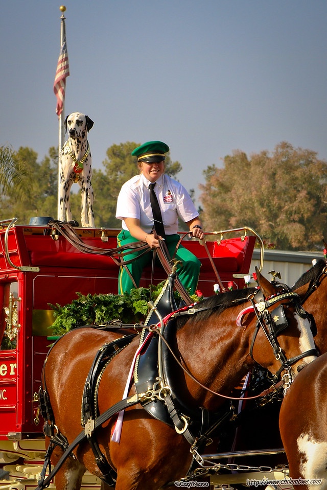 The Majestic Budweiser Clydesdales in Action