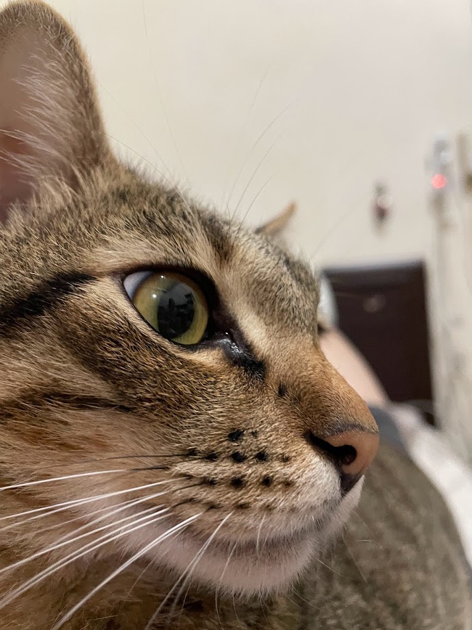 The Playful Cat: Mischief and Cuteness Combined