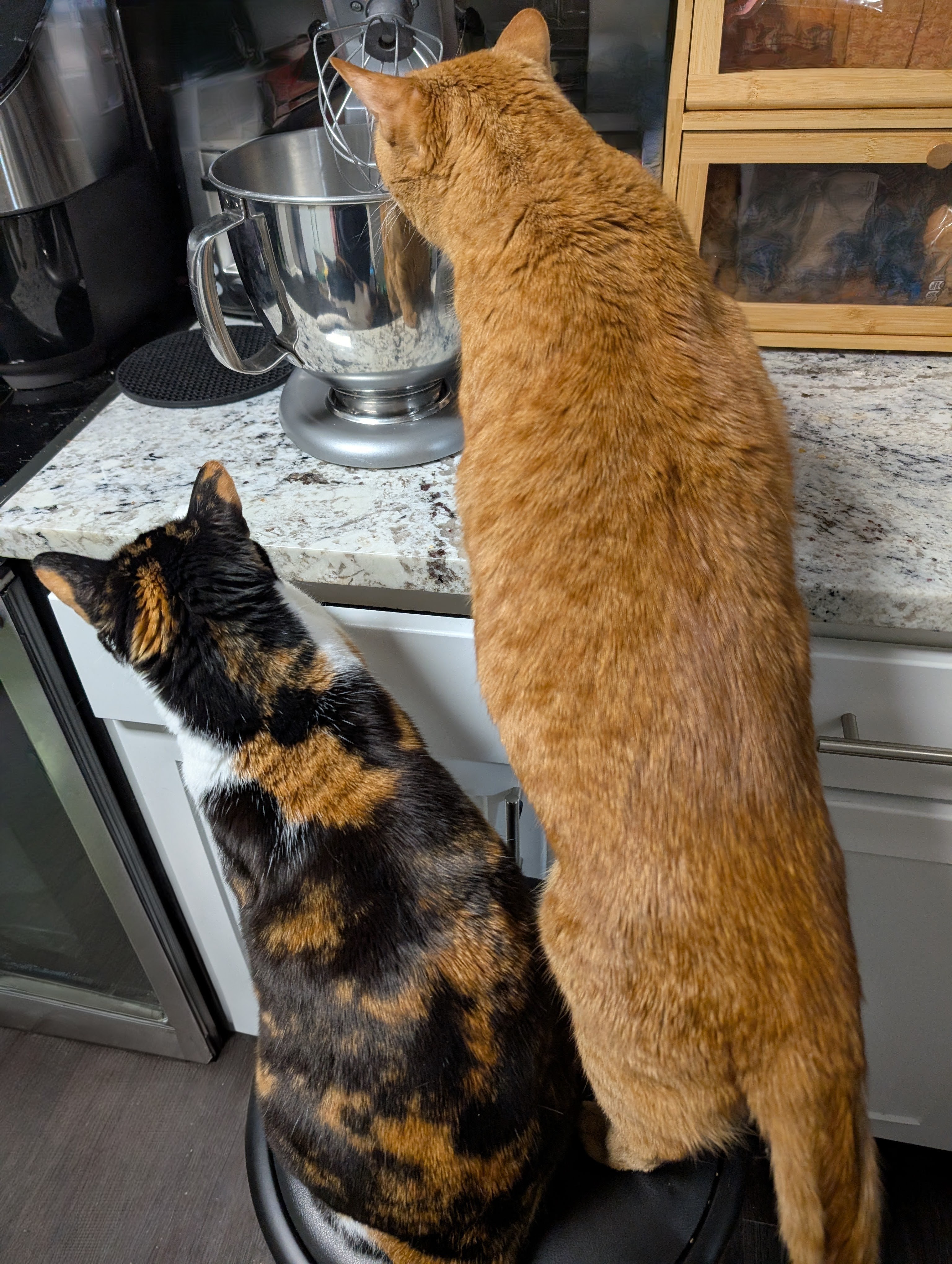 The ultimate Thanksgiving helpers in action!