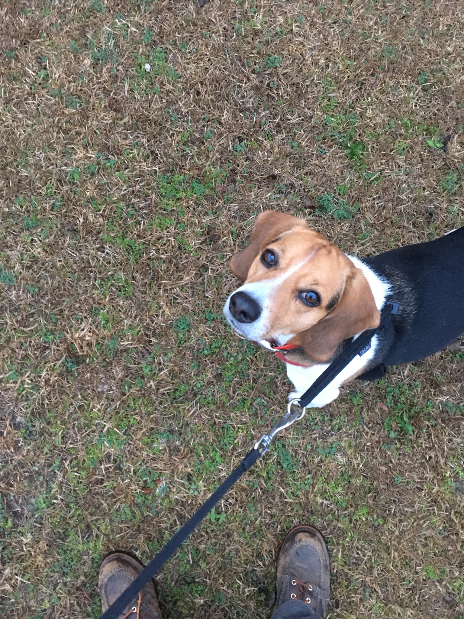 Celebrating Cake Day with This Adorable Beagle