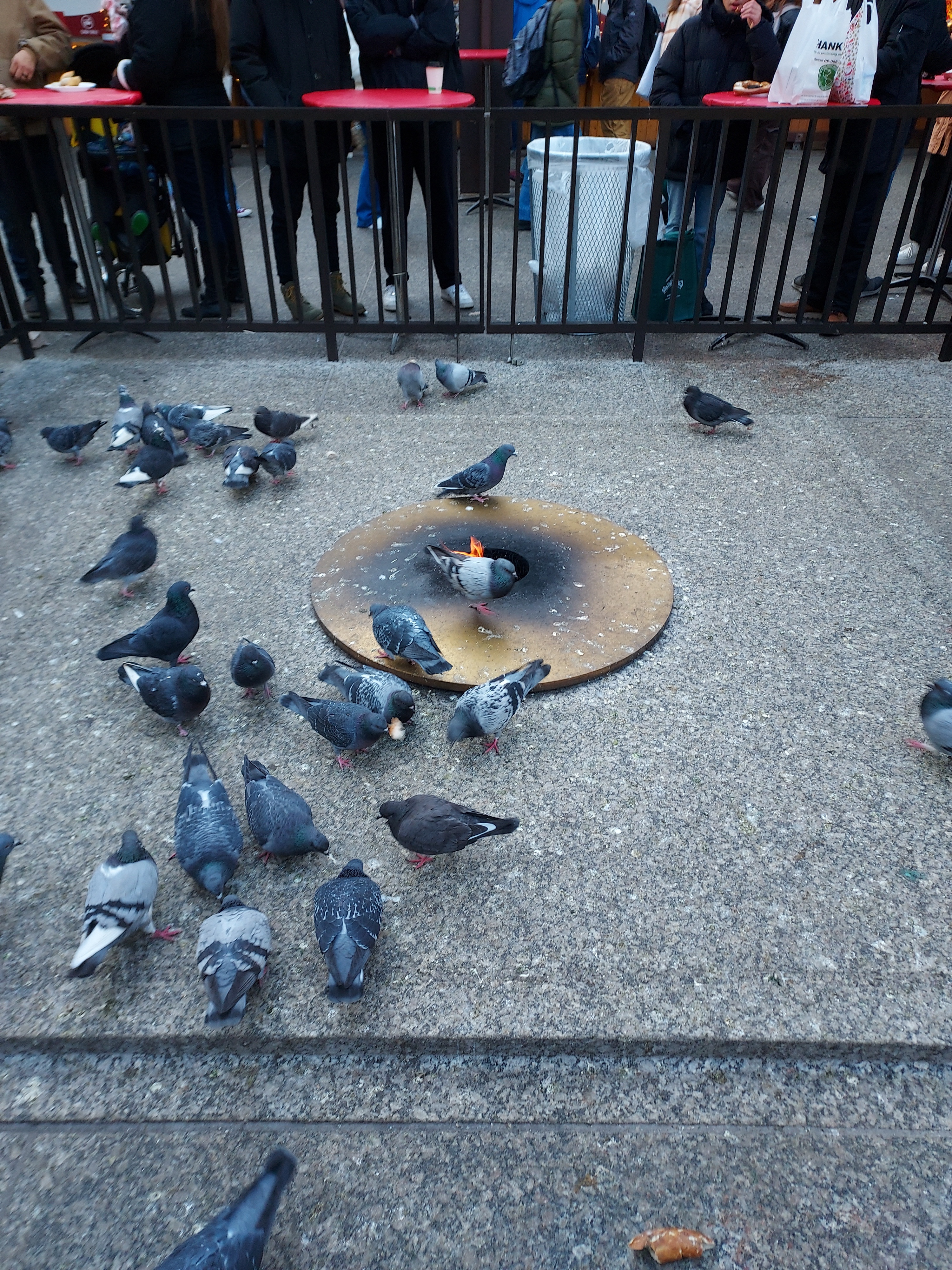Pigeons Enjoying a Toasty Moment