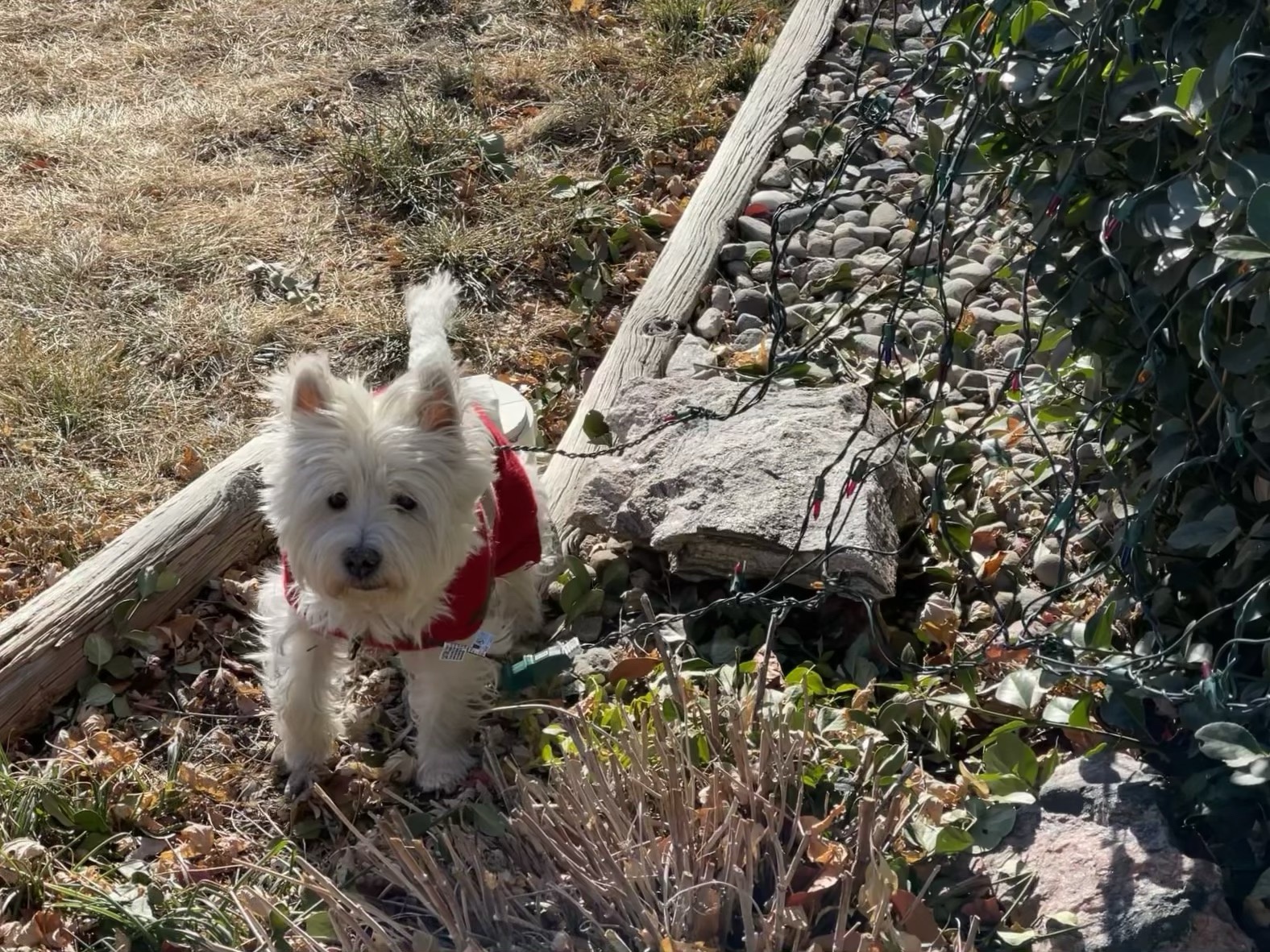 This little adventurer got tangled up in the Christmas lights of 2021!