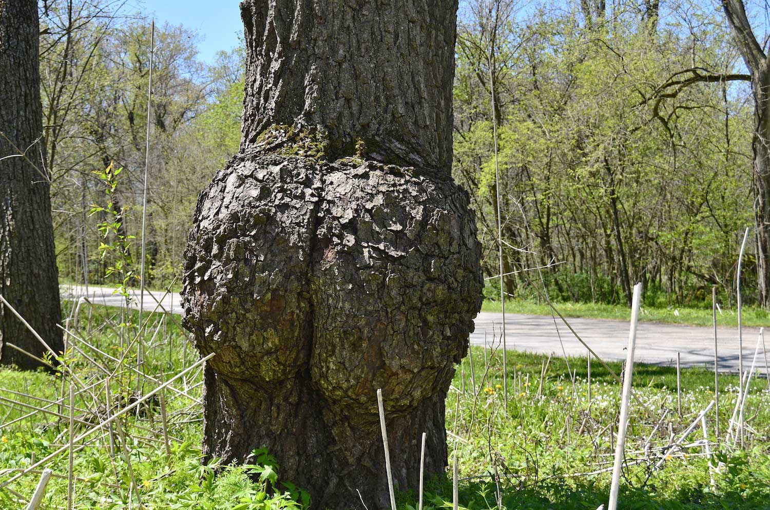 Forget About Pinecones and Acorns—Let's Celebrate Tree Burls!