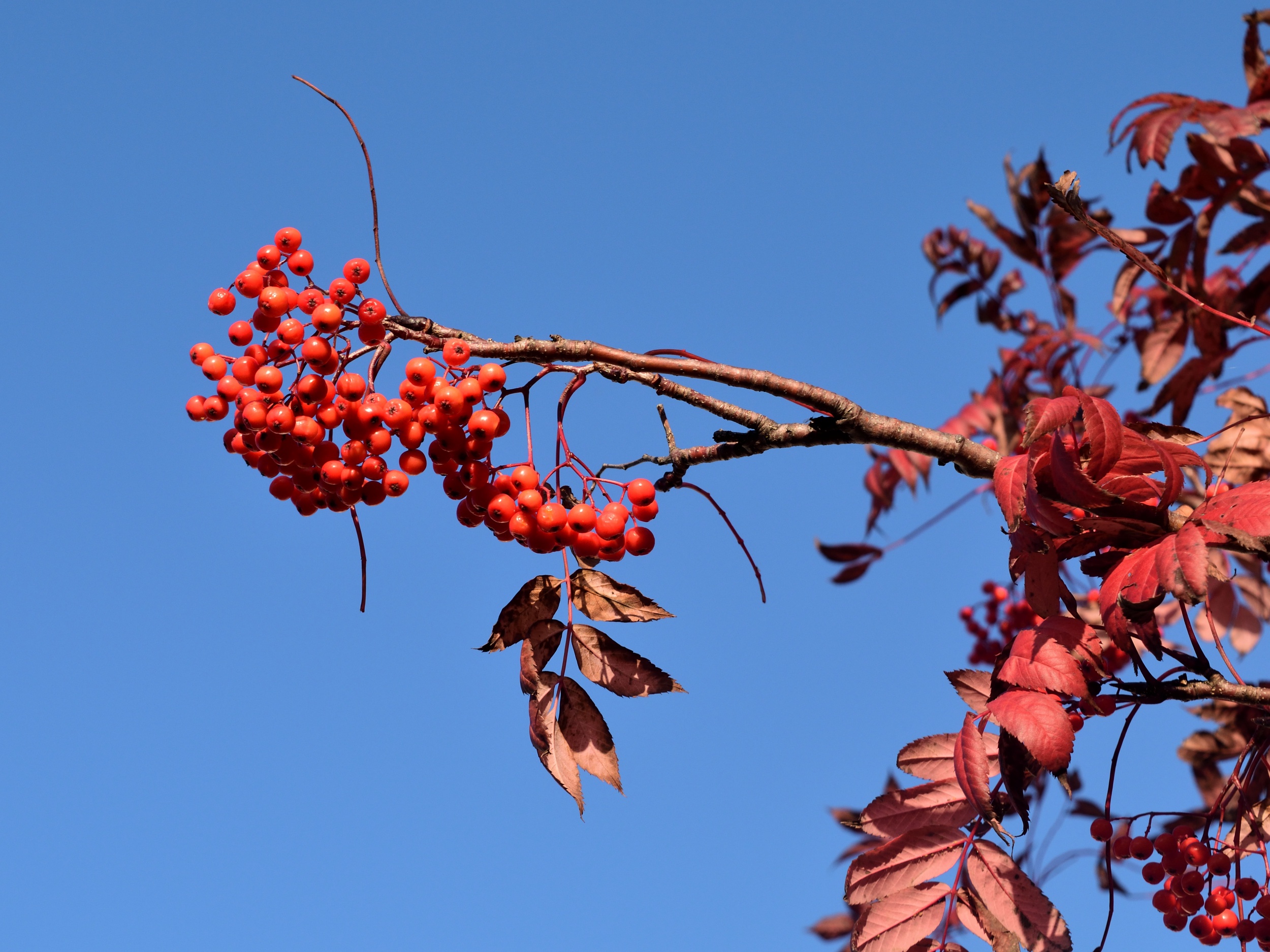 The Enigmatic Rowan Berries