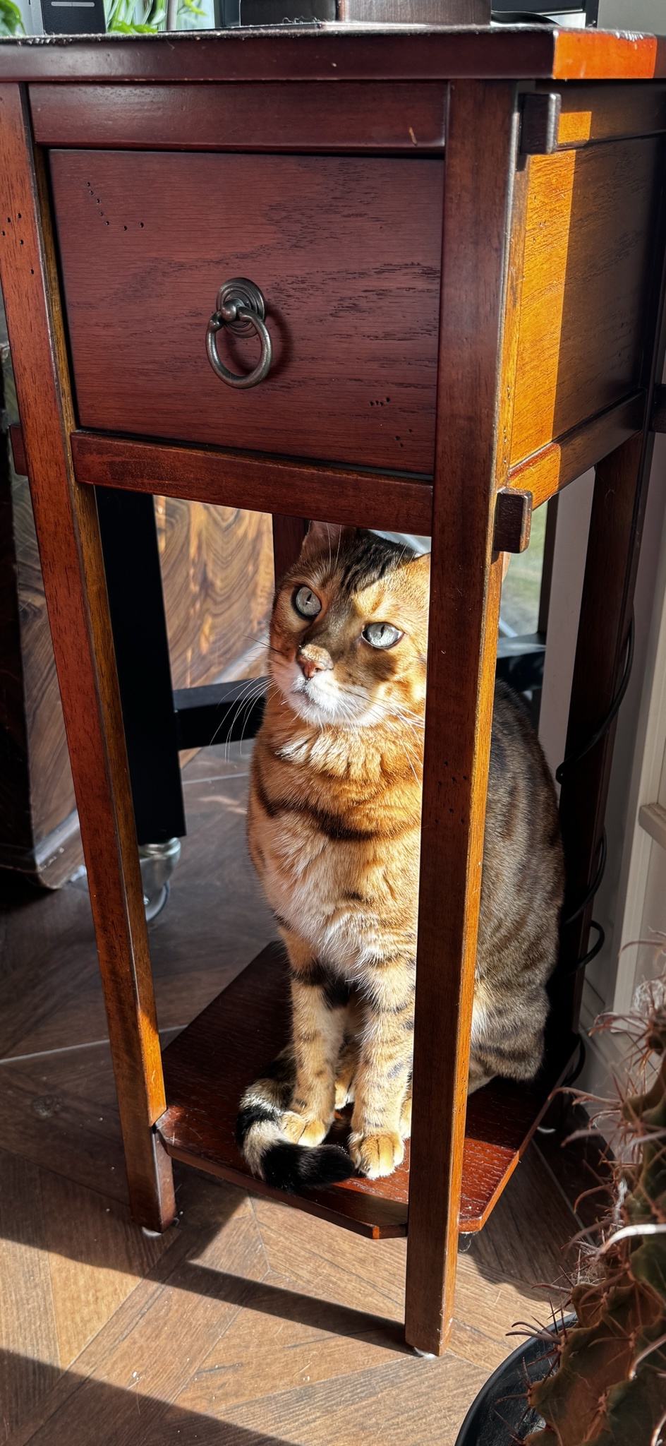 Findus: The 'Hiding' Champion for Caturday