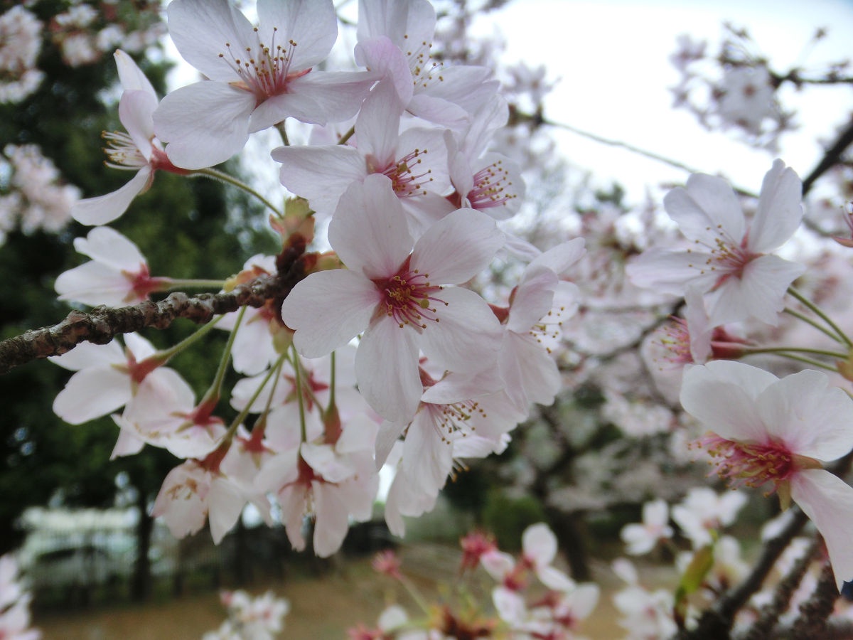 A Snapshot from April 2015 in Matsudo, Chiba Prefecture
