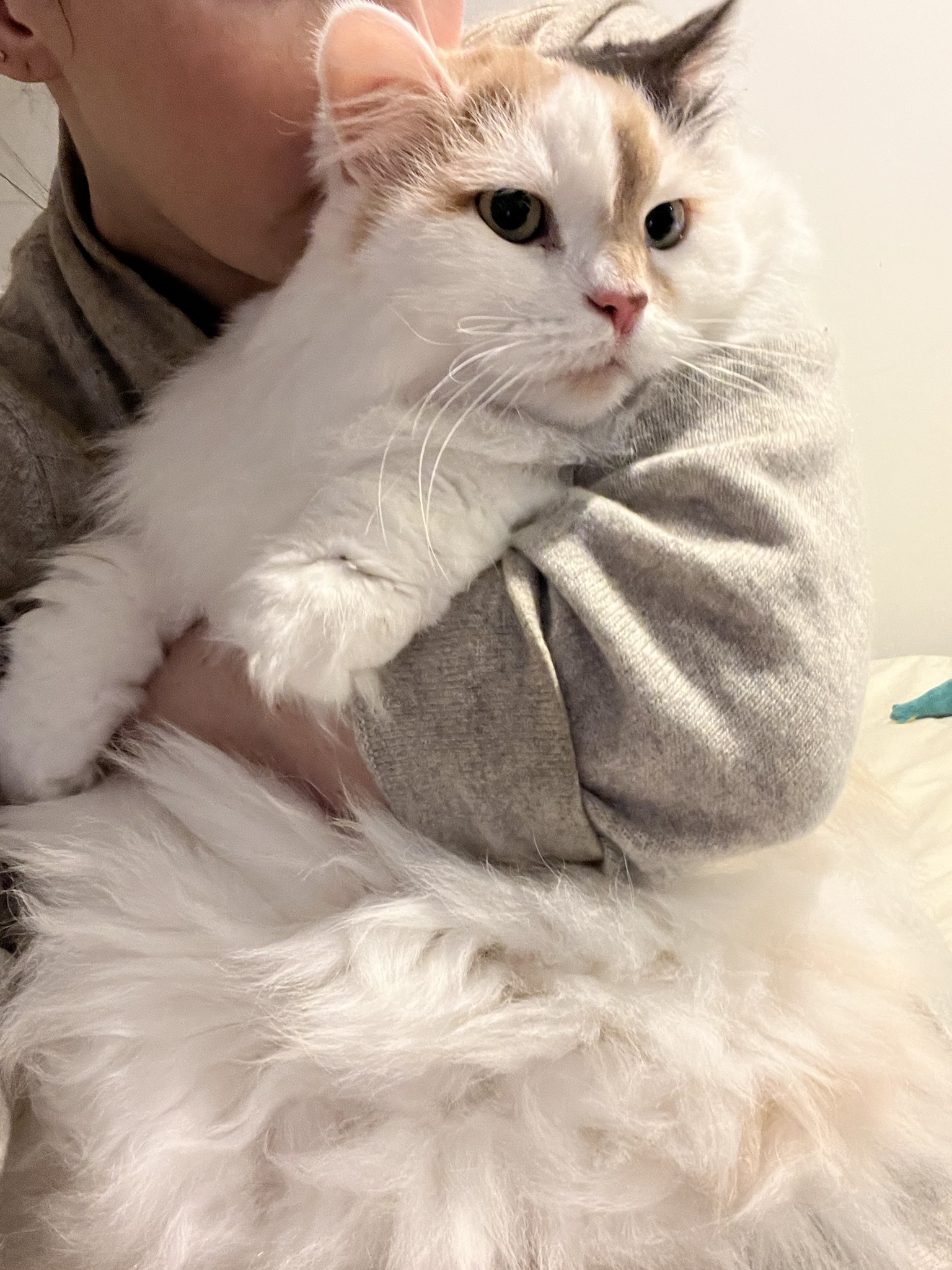 Caturday 2024: Celebrating the Best Feline Moments