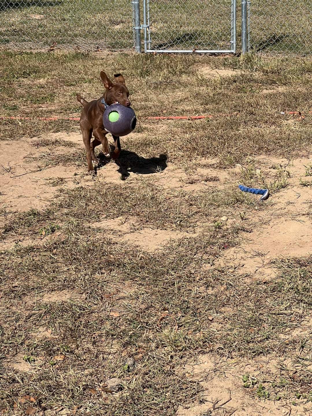 Meet Grogu: The Adorable Little One Looking for a Forever Home