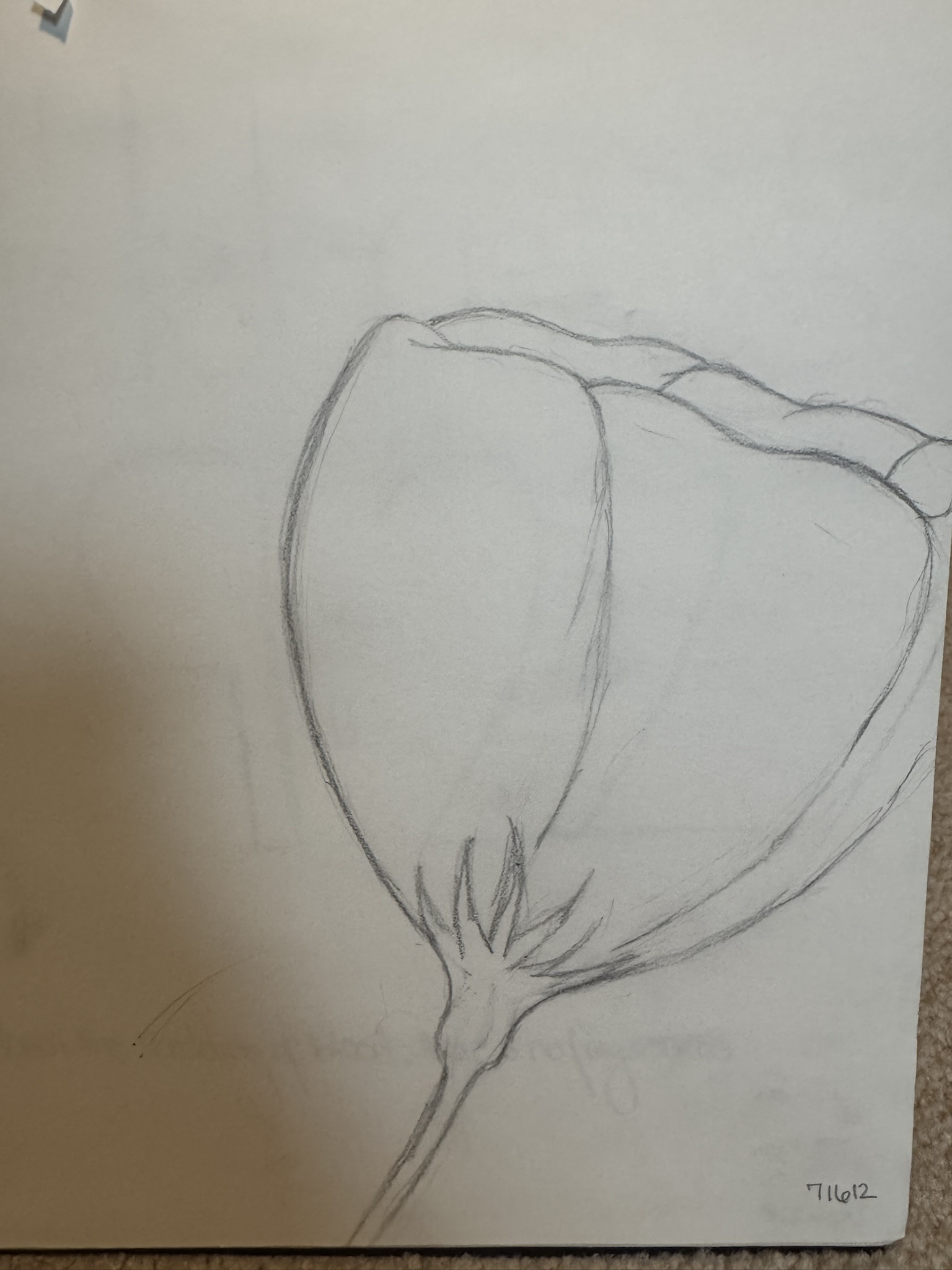 Beautiful Vintage Flower Sketches