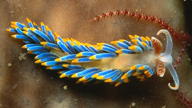 When words fail, let the sea slug speak for us.