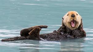 Time for a Break: You Otter Relax!