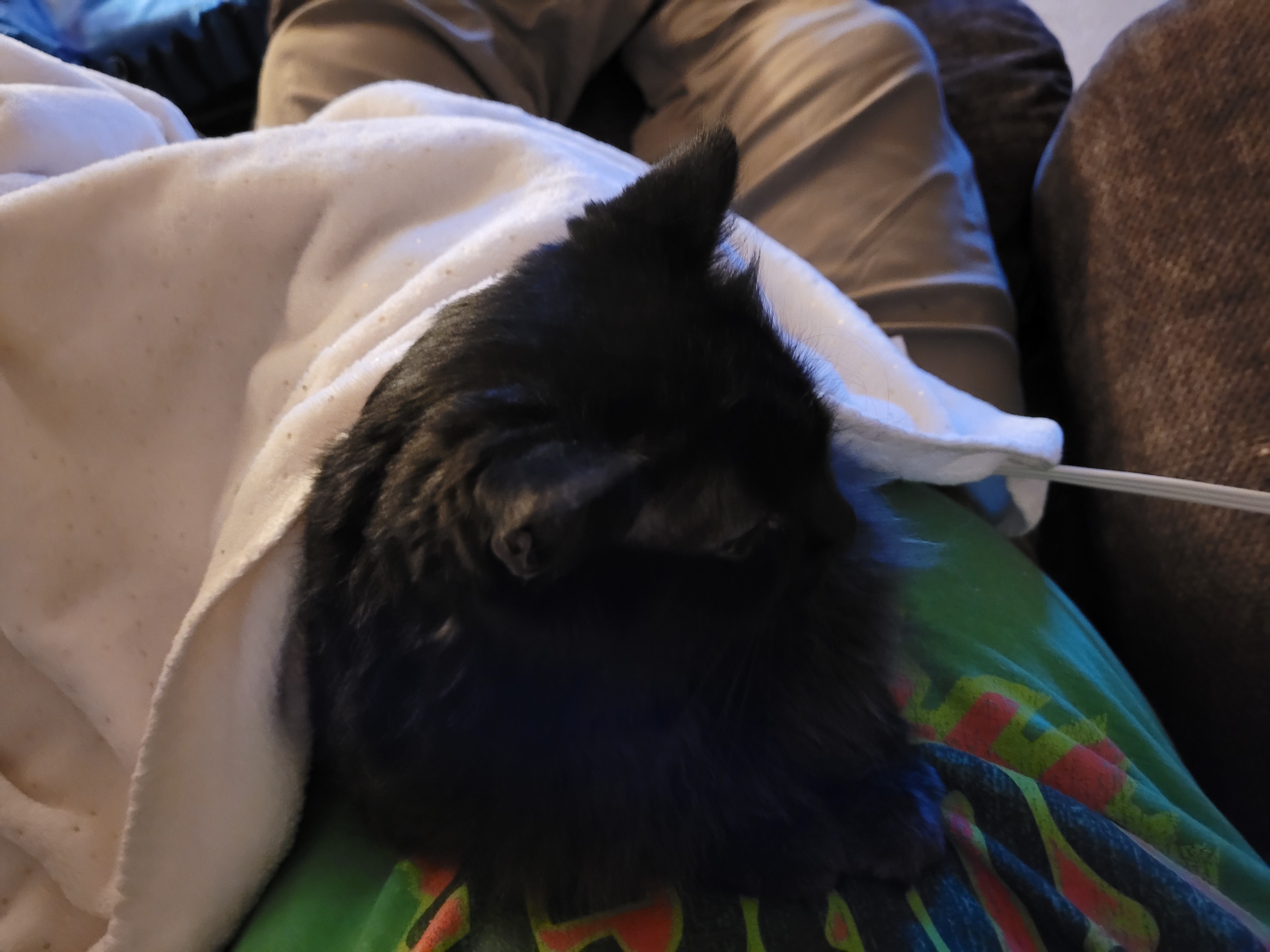 The Ultimate Caturday Collection