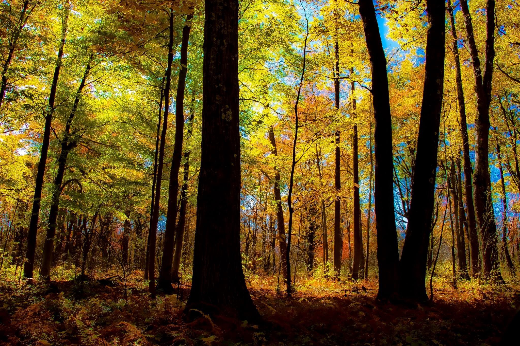 A Serene Journey Through the Forest
