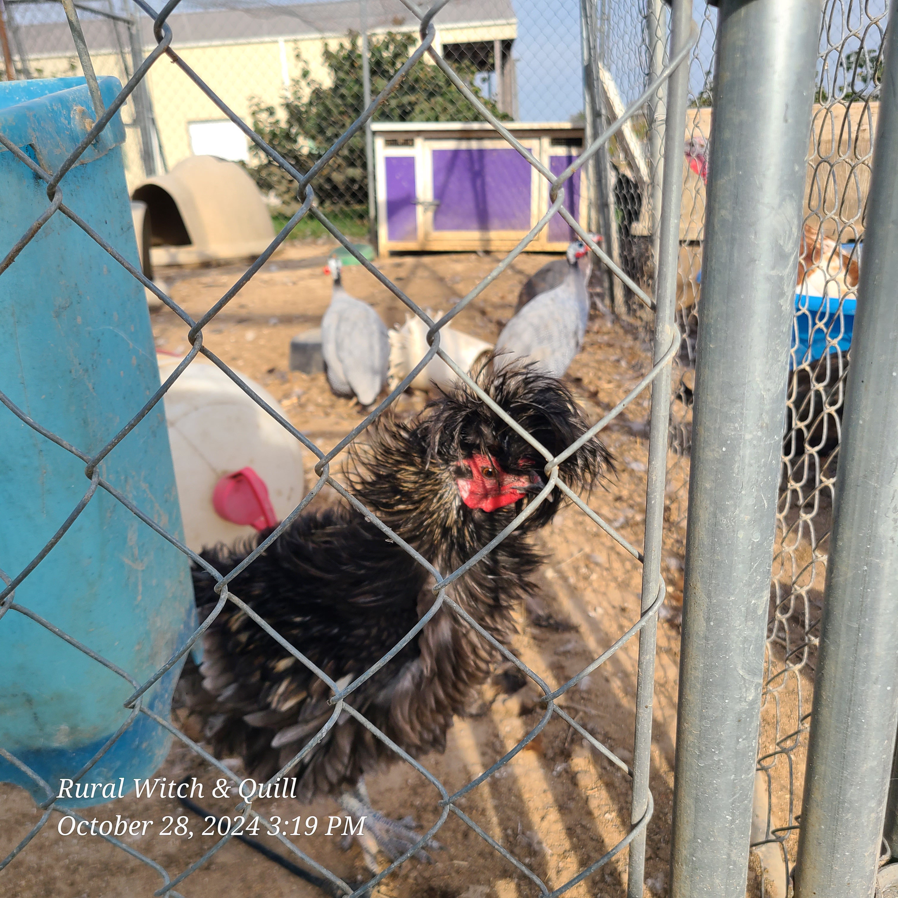 Meet the Polish Frizzle Rooster: The Feathered Fashionista