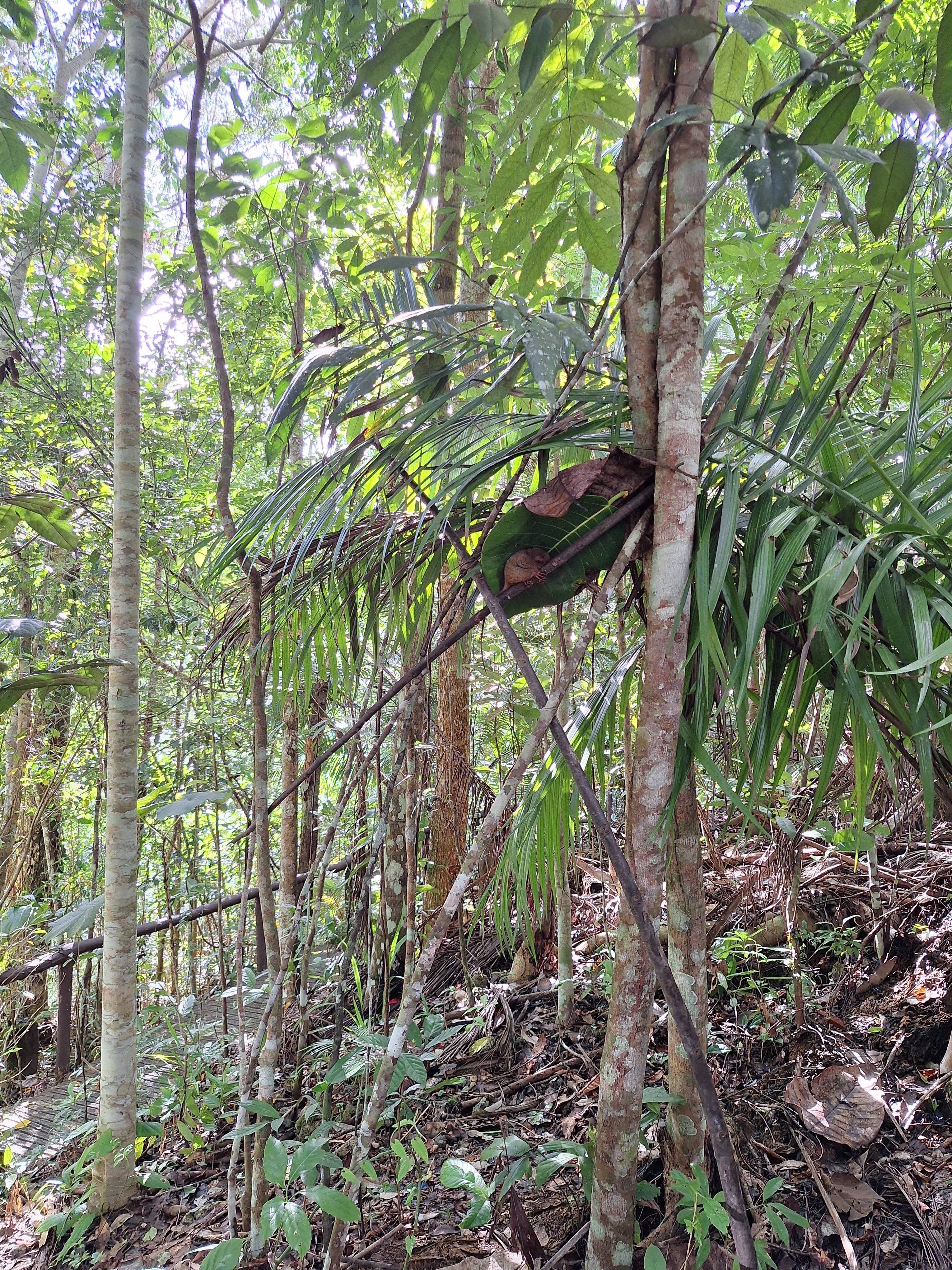 Spotted: An Adorable Sleeping Tarsier!