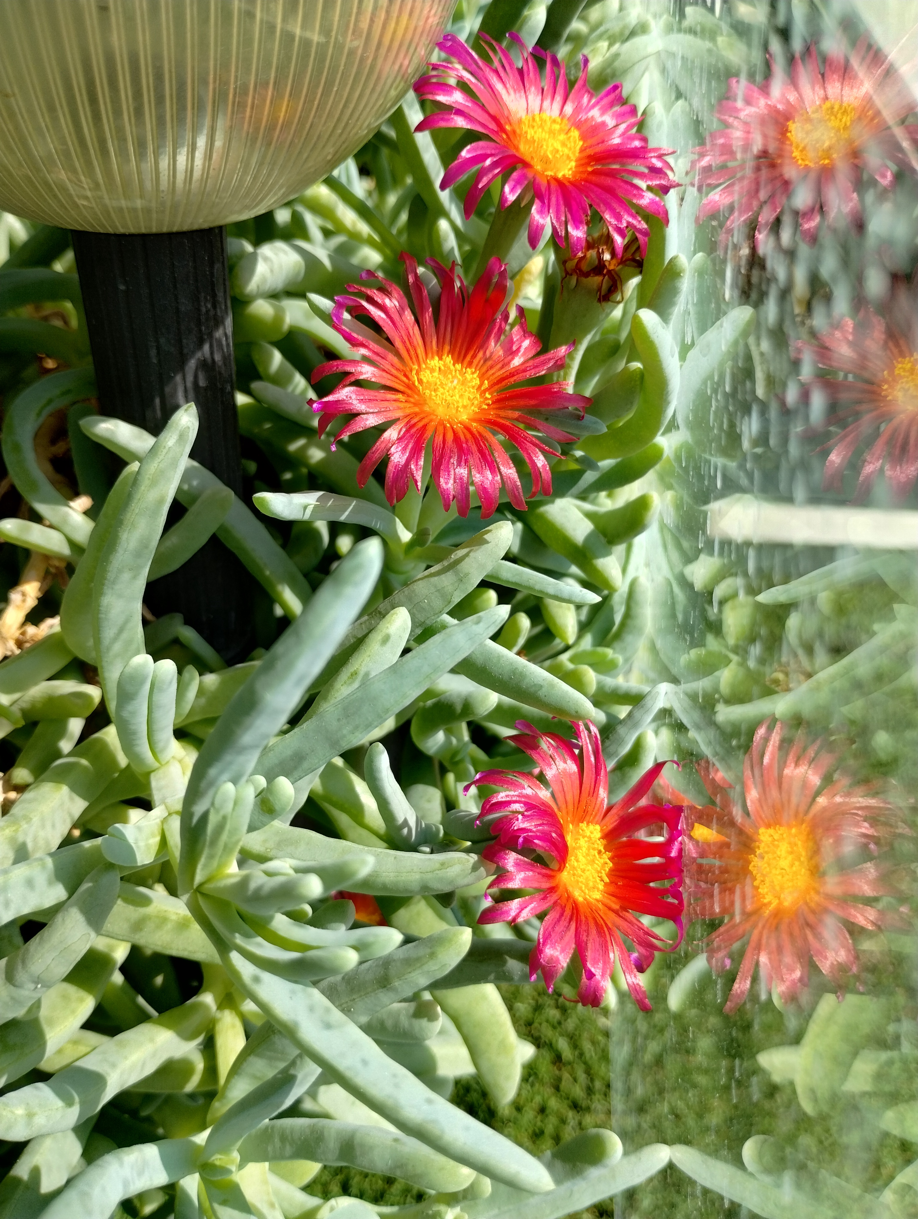 Flowers and reflections.
