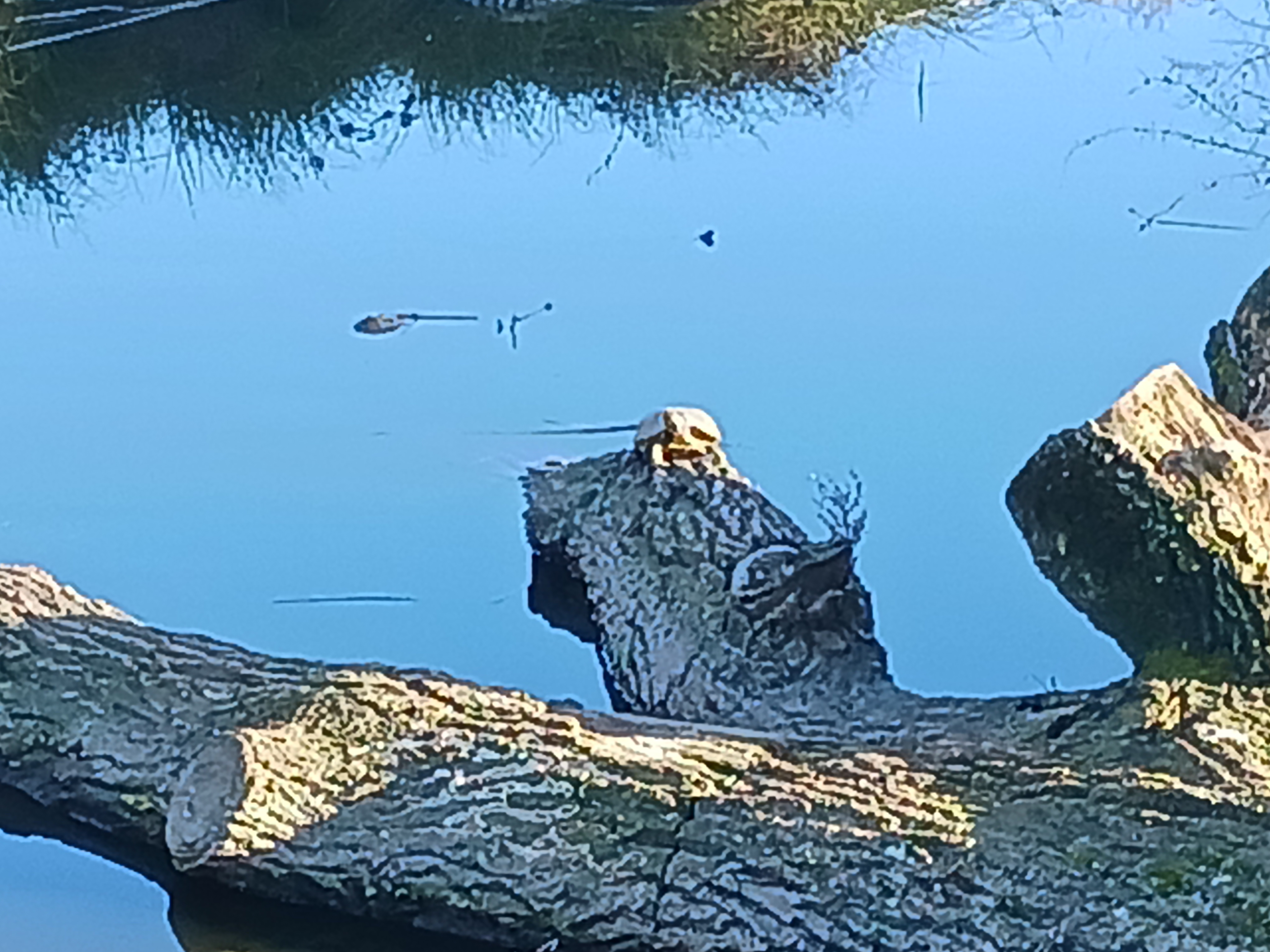 Exploring the Scenic Laguna Creek Trail in Elk Grove, California