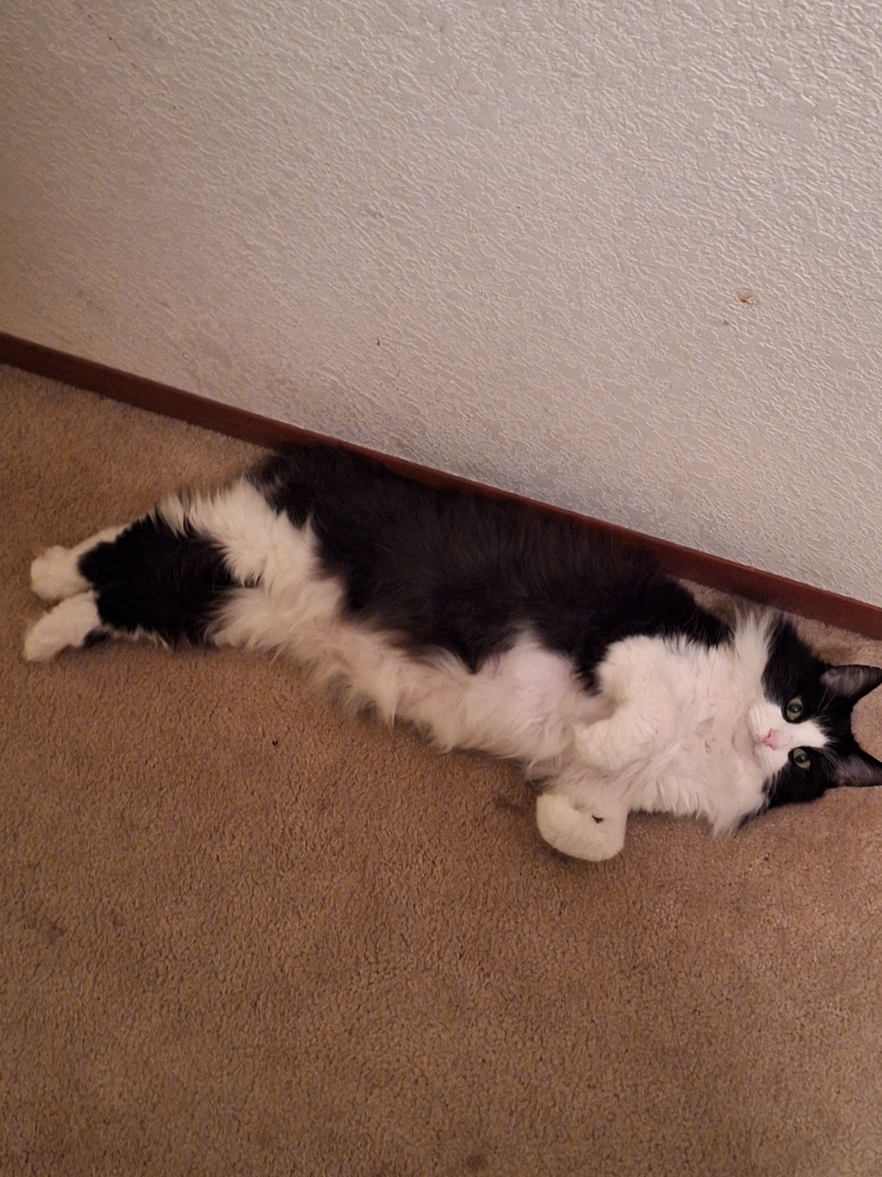 Here’s a fresh snapshot of my adorable cat!