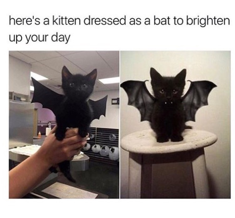 A Spooktacular Mini Dump of Halloween Memes!