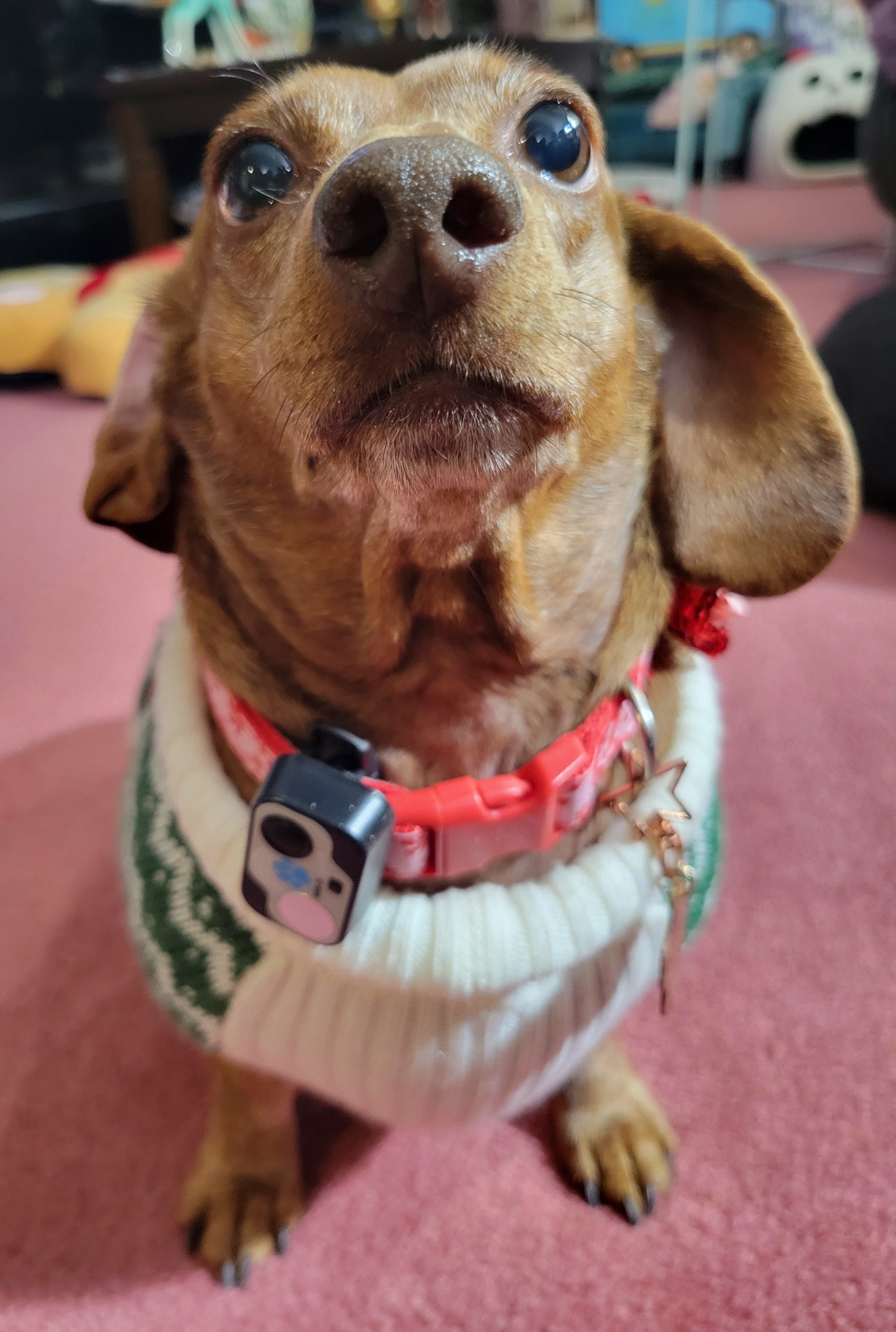 Meet My Adorable Pup, Tiger Lilly #724