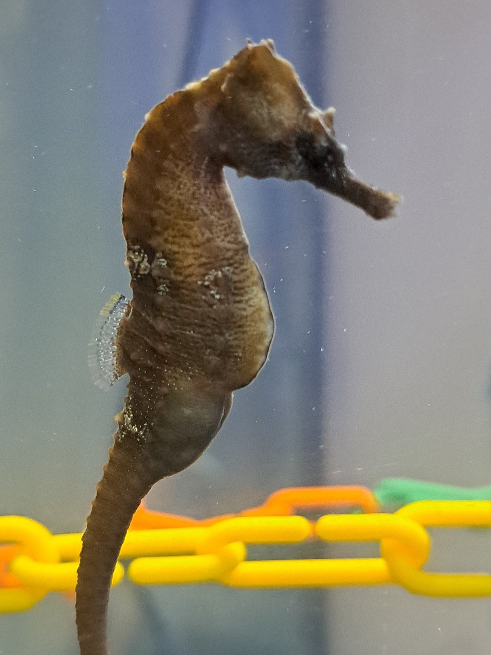 Seahorse Wonders: A Glimpse into the Ocean's Oddities