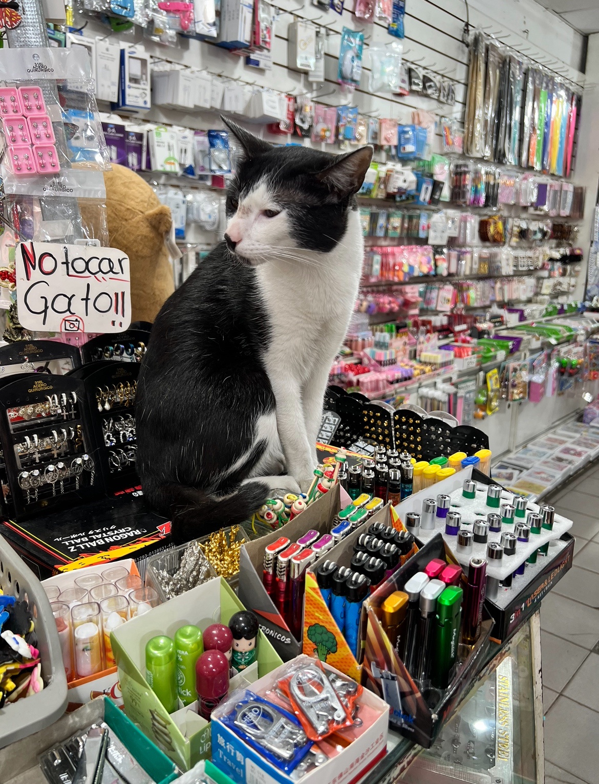 Don't Touch the Cat, Seriously!
