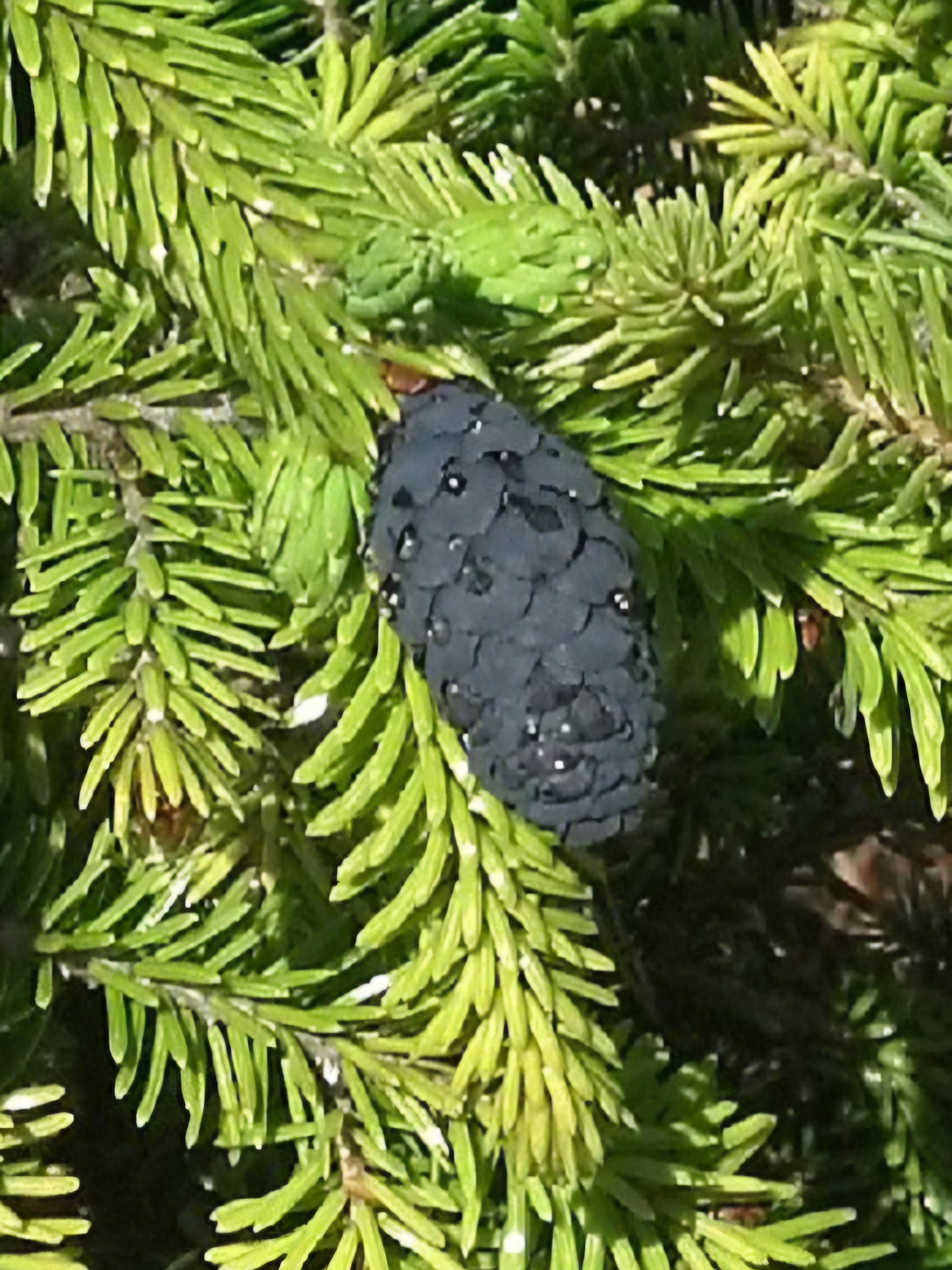 Check out this unique black pinecone!
