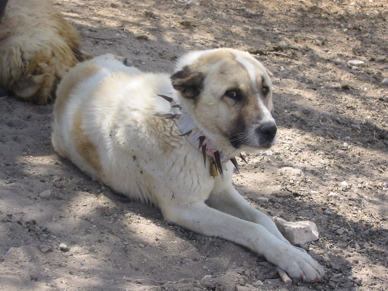 A Shepherd's Loyal Dog in Türkiye