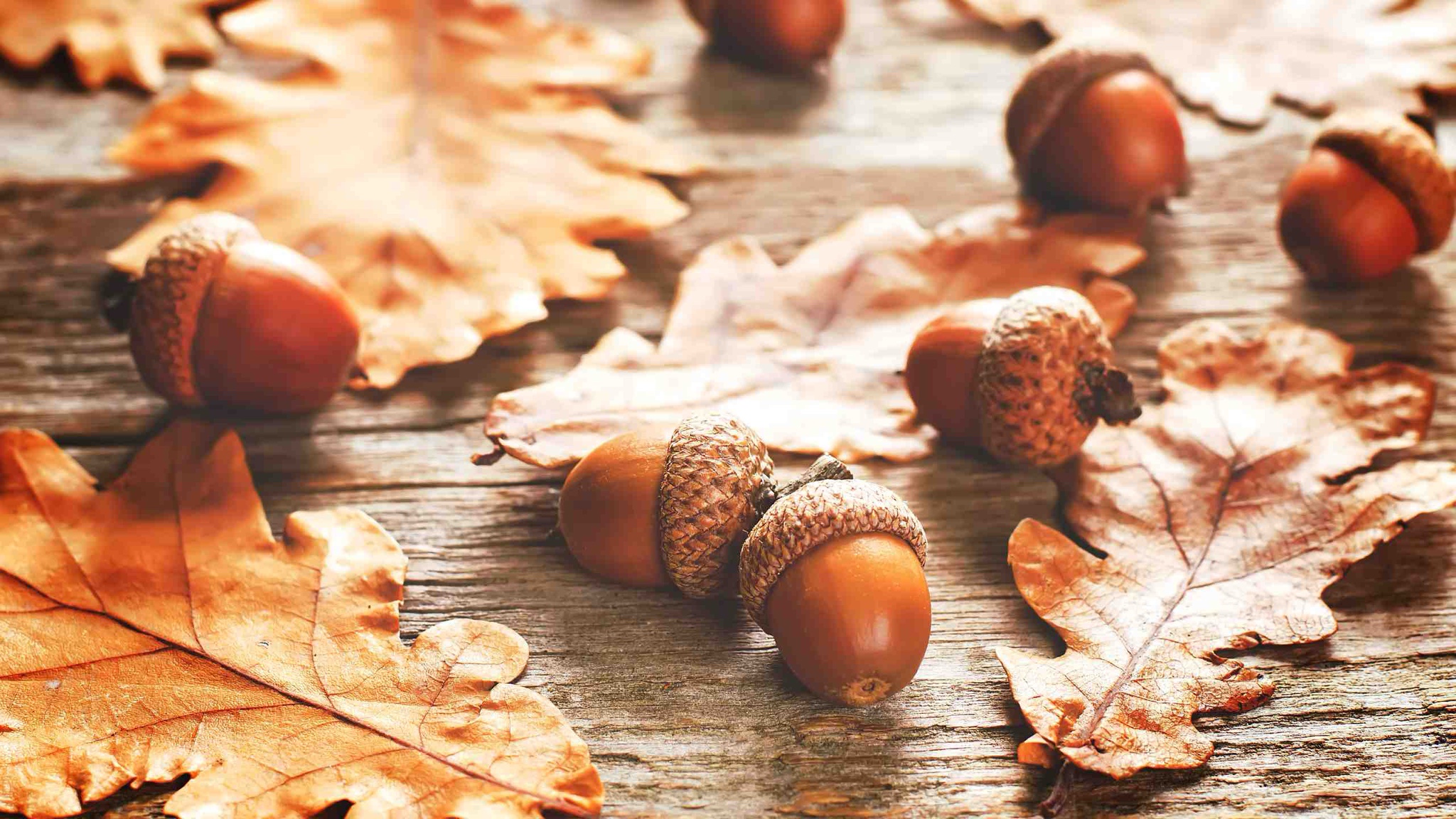 Acorns Everywhere!